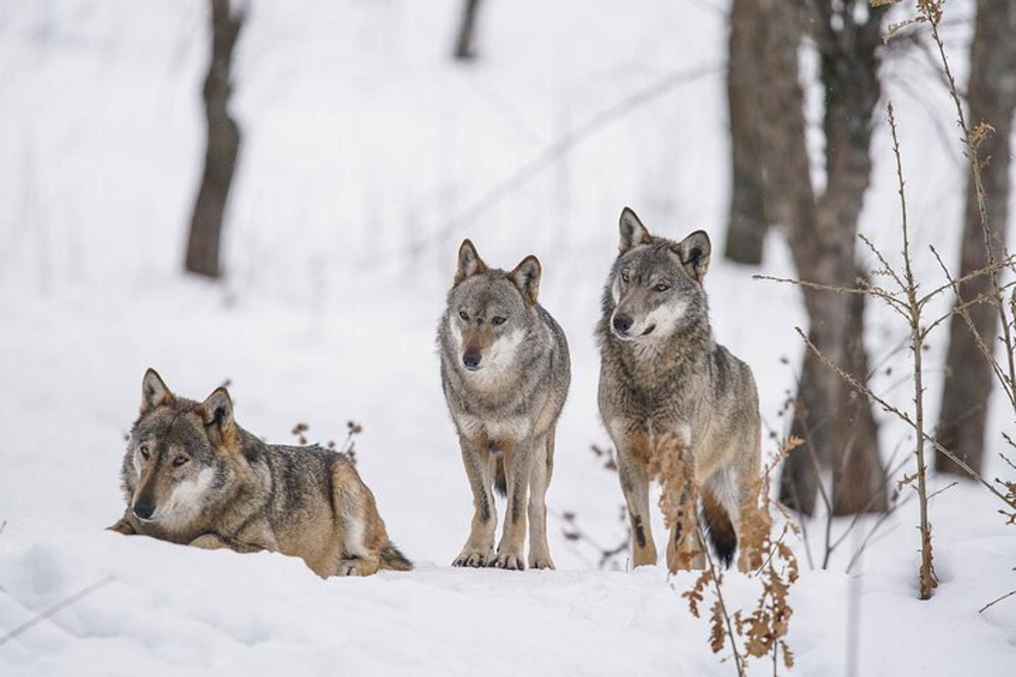 Yellowstone Winter Wildlife Private Tour