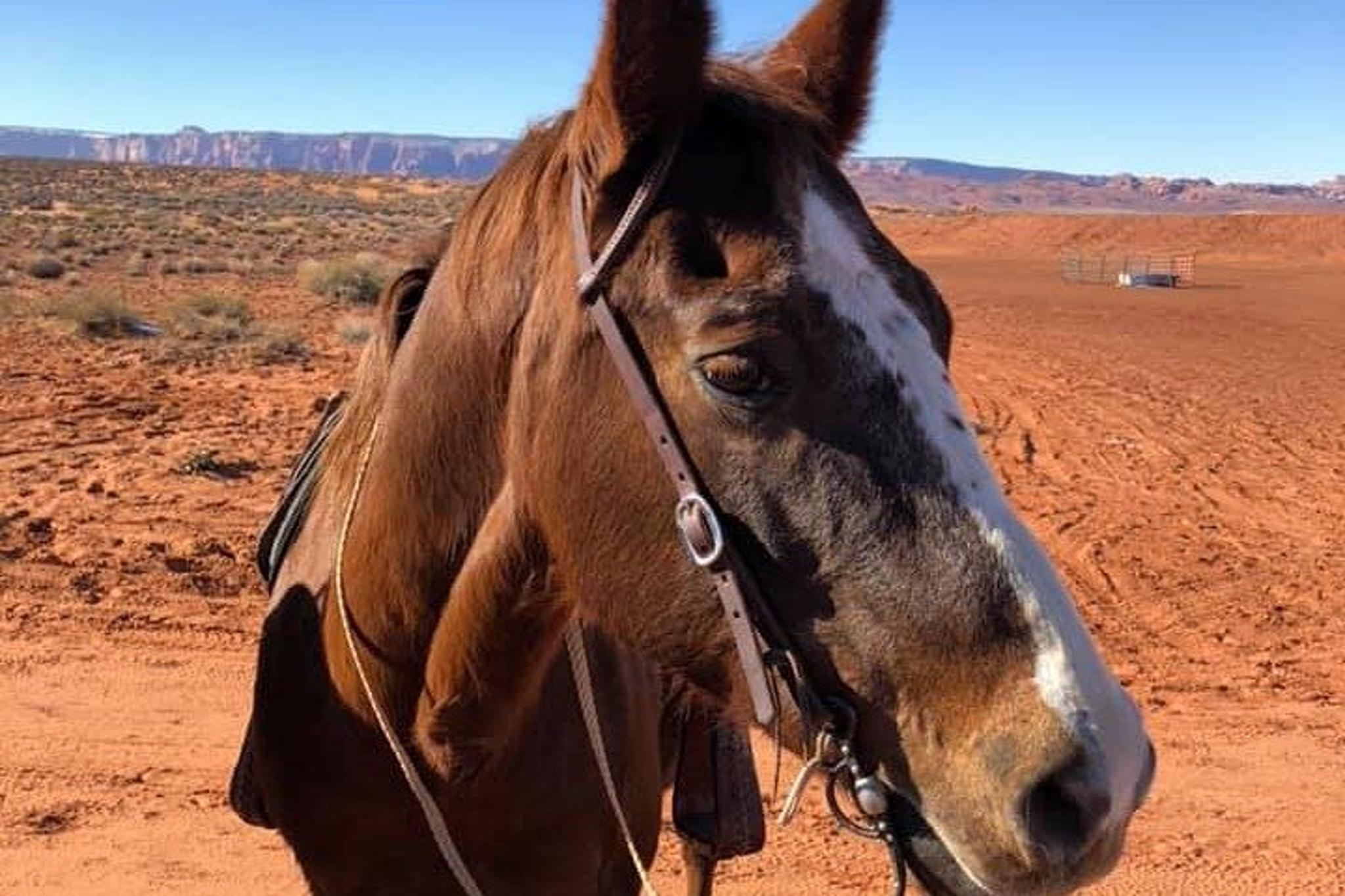 Page Horseshoe Bend Trail Ride 1 Hr - Image 3