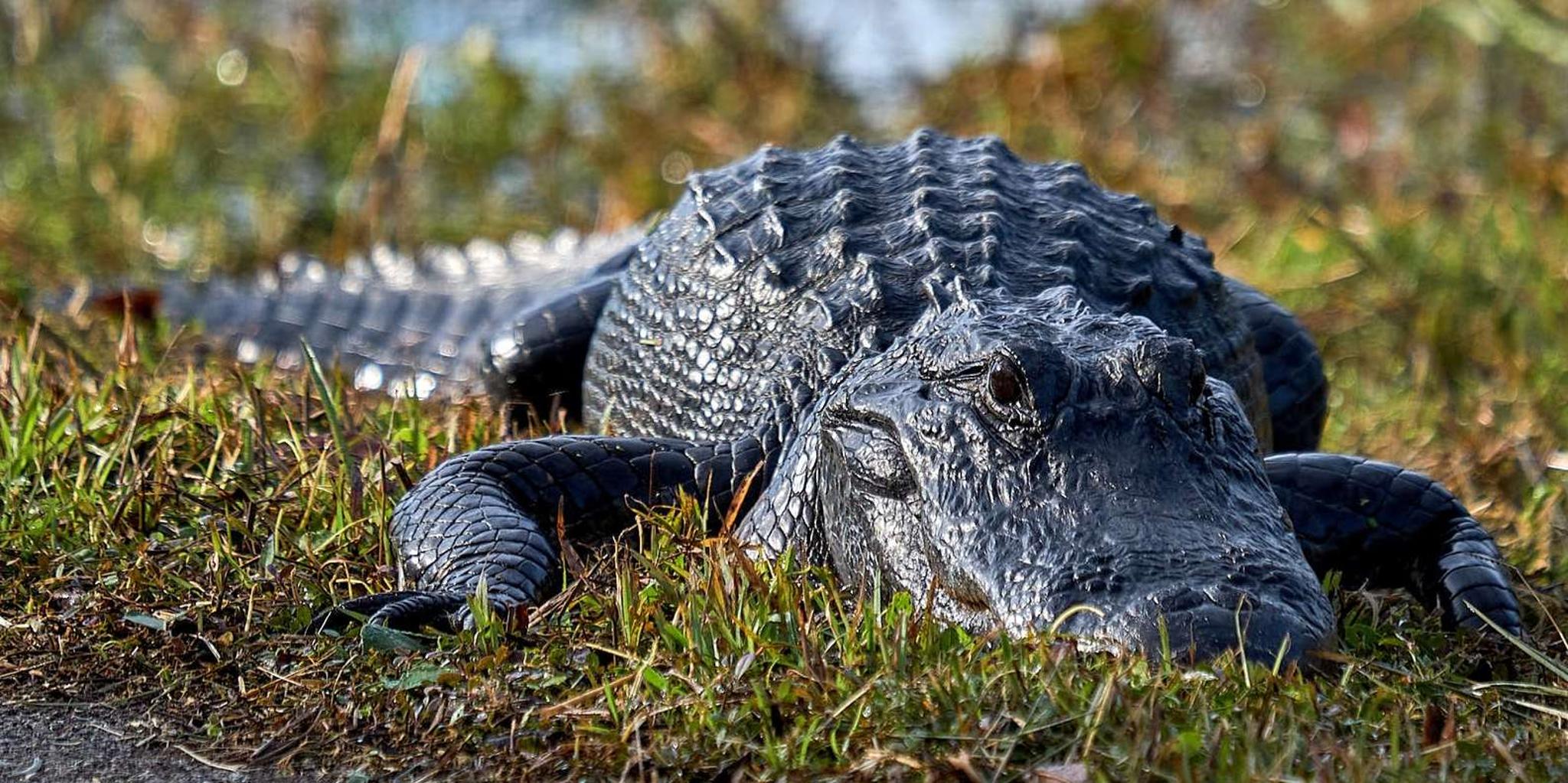 Naples 10,000 Islands Boat Tour and Everglades Walk - Image 2