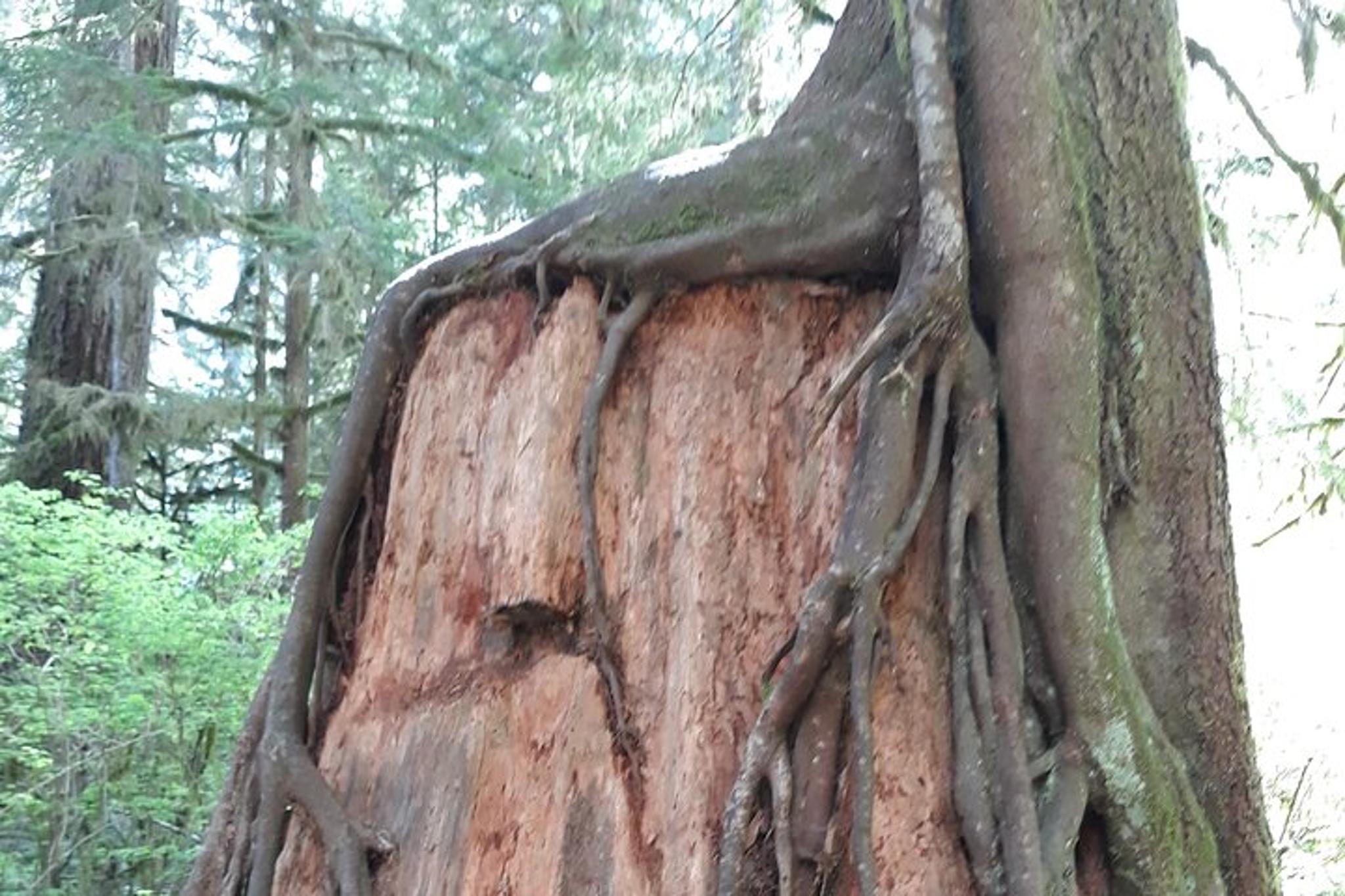 Olympic Peninsula Forest Tour - Image 4