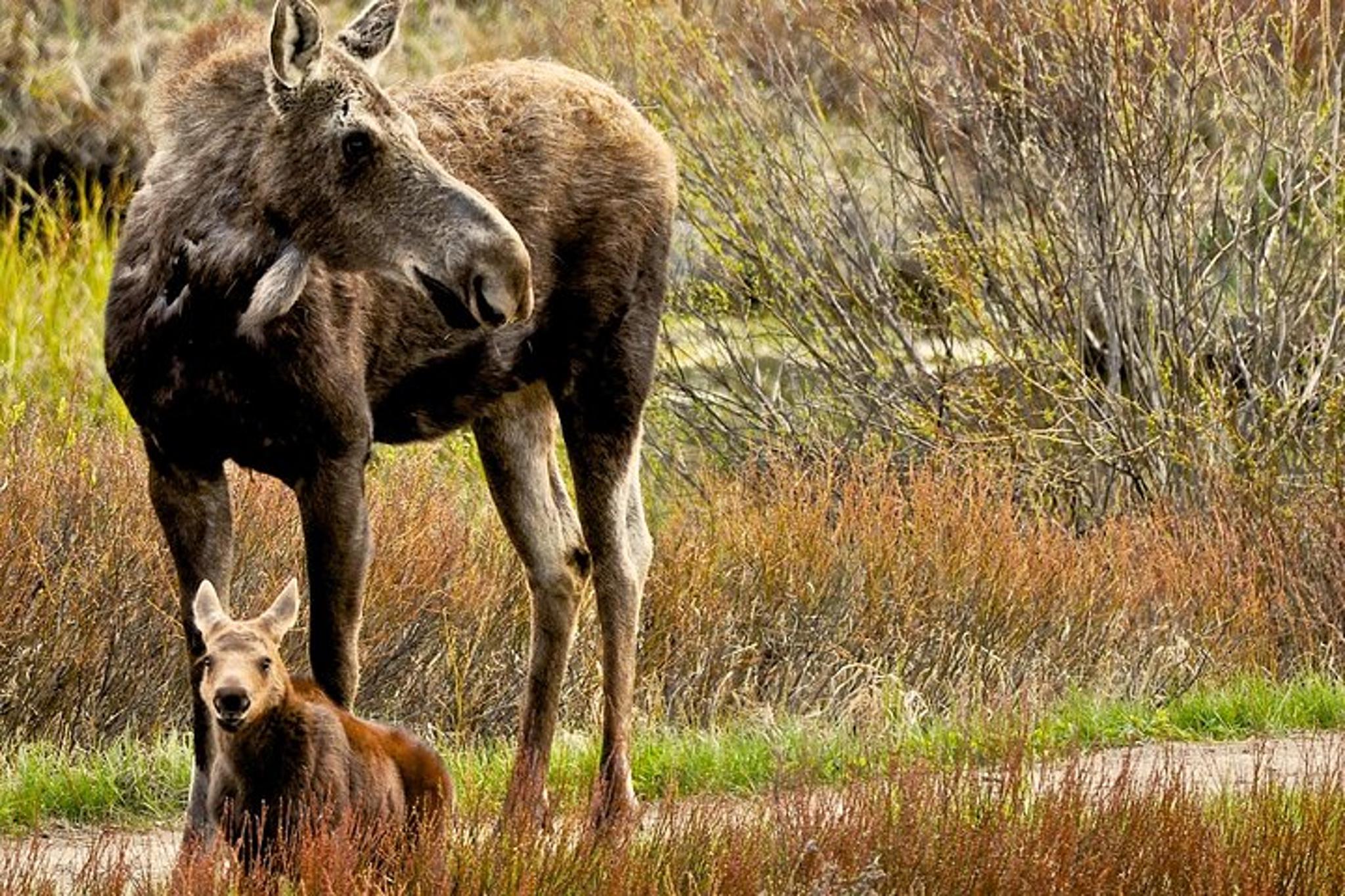 Grand Teton Wildlife Adventure at Sunrise - Image 2