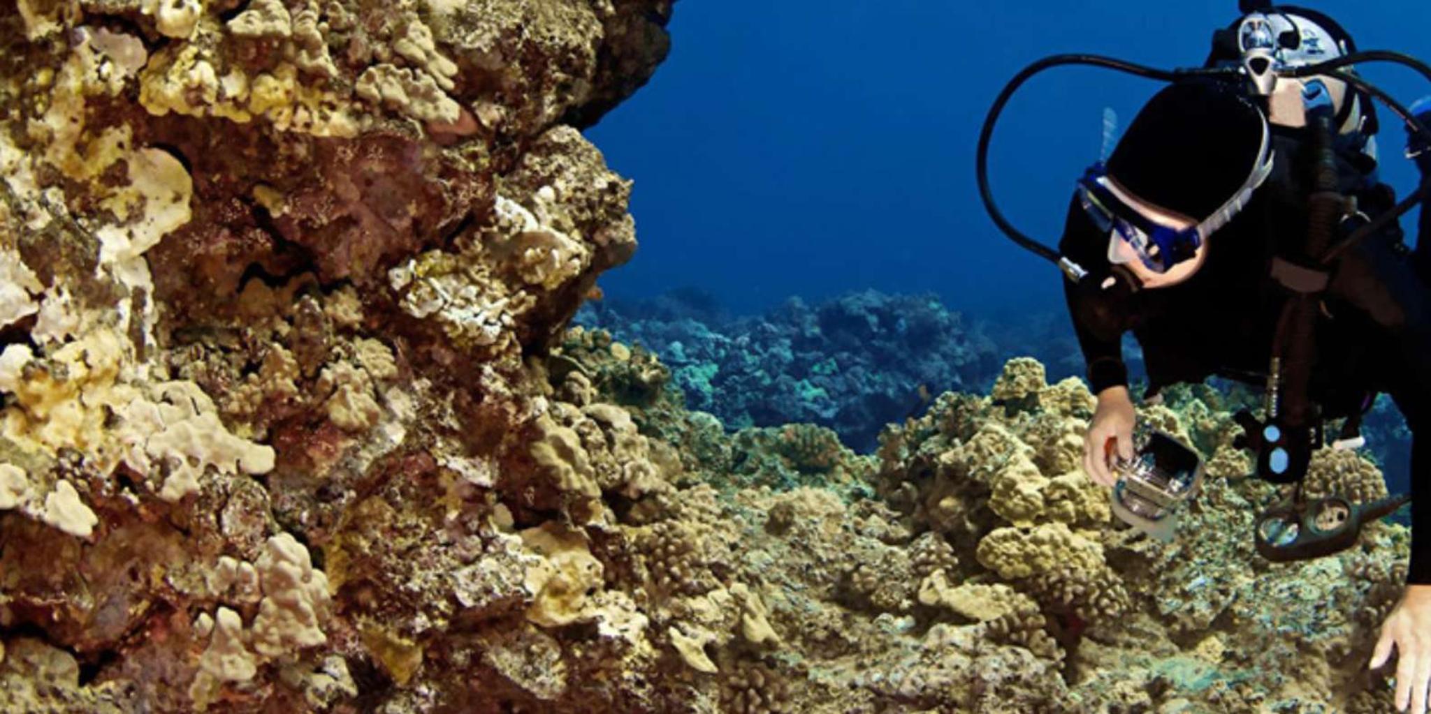 Waikoloa Snorkeling and Sailing Adventure - Image 2