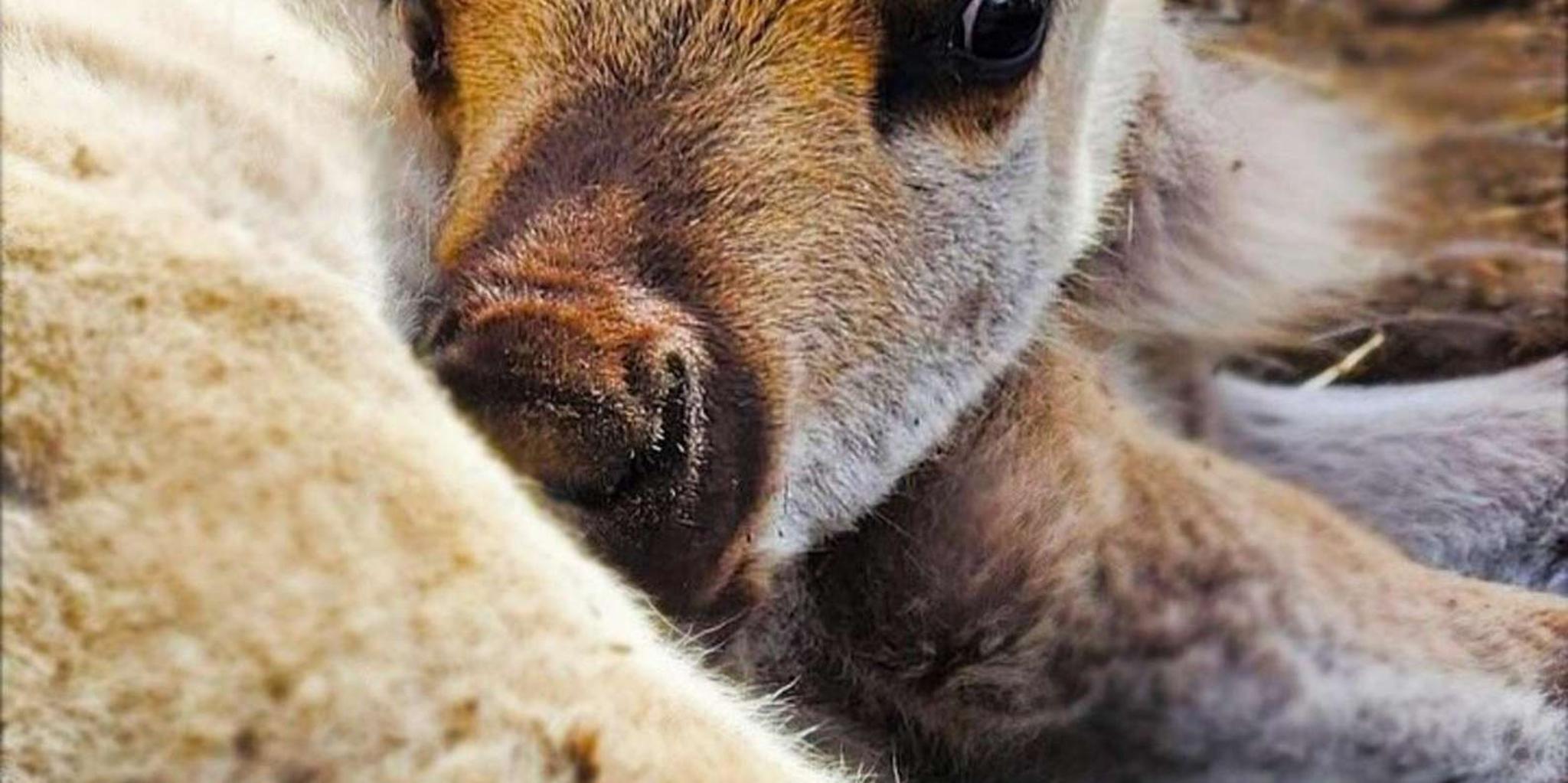 Anchorage Dog Sledding & Animal Adventure - Image 3