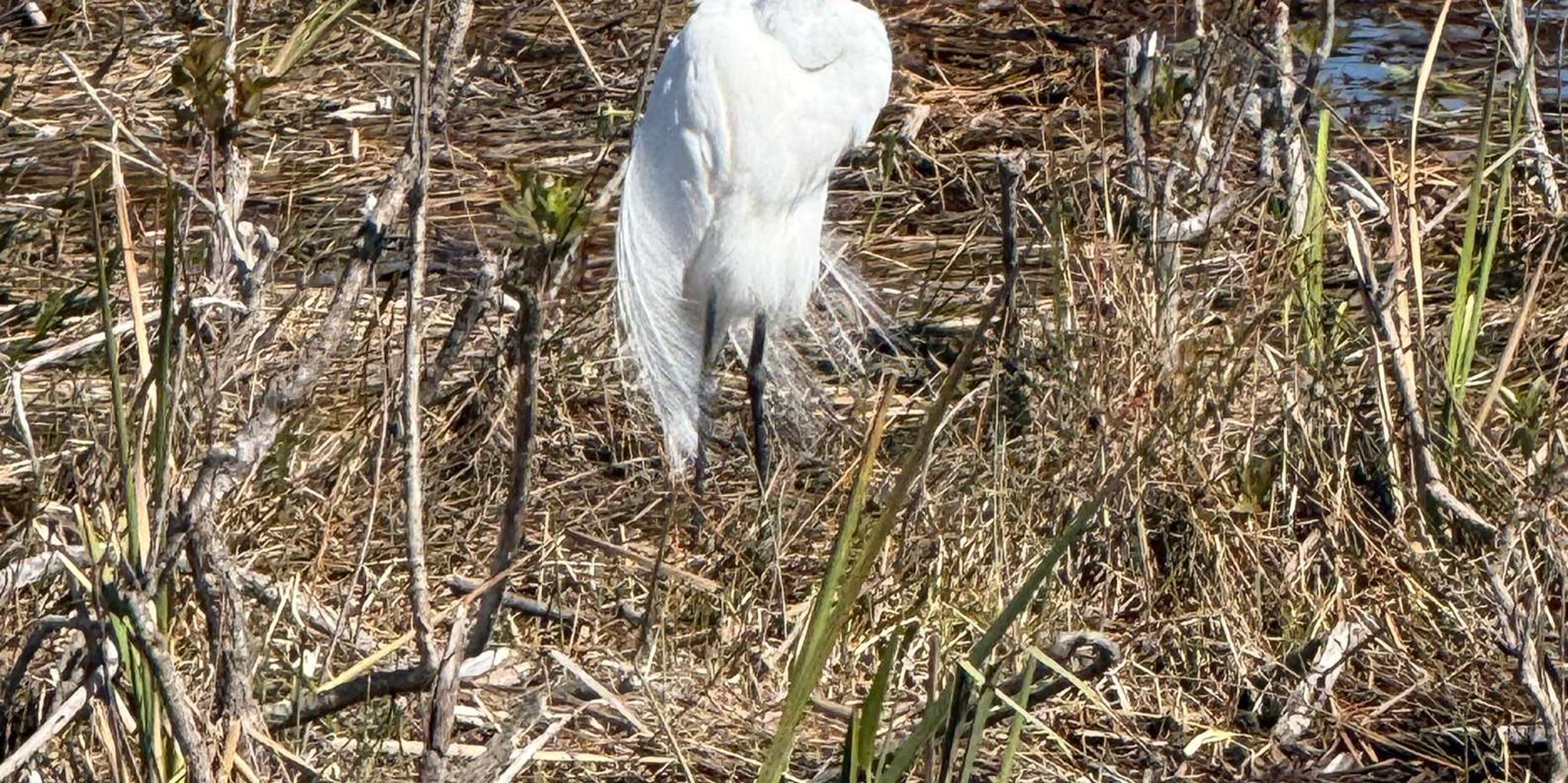 Miami Everglades Private Airboat Tour 4 hr - Image 2