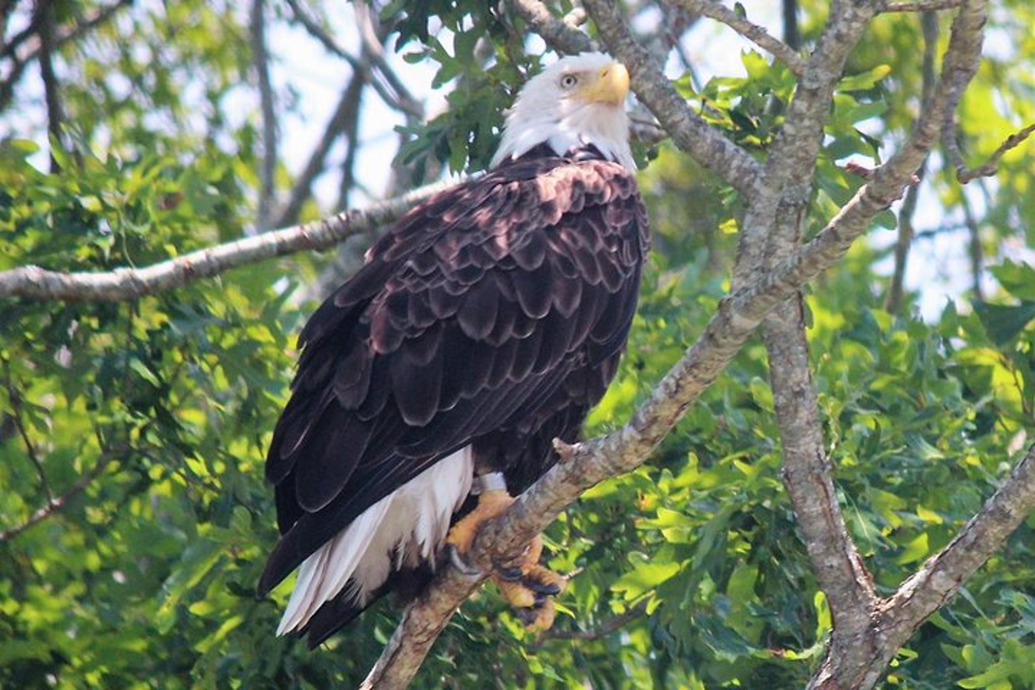 Cape May Birding By Boat - Image 4