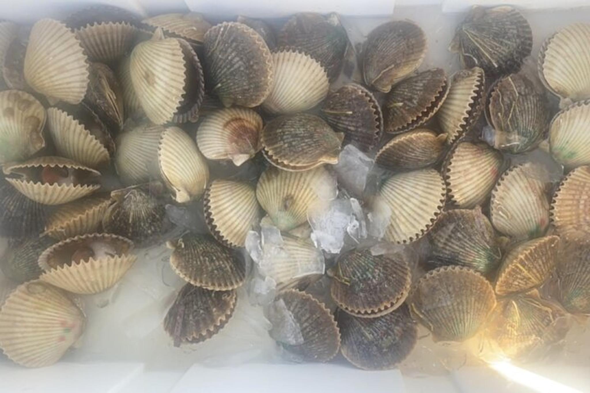 Crystal River Private Scalloping Adventure - Image 4