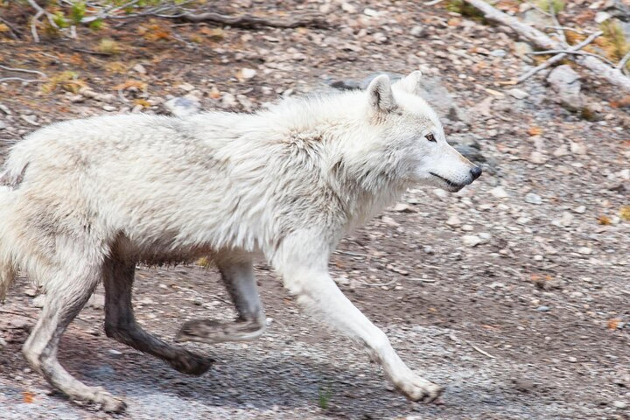 Bozeman Yellowstone Wildlife Safari - Image 6