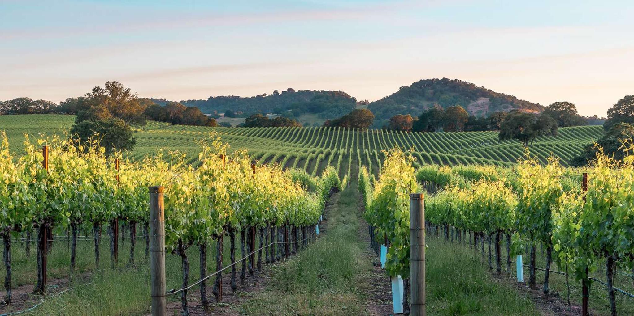 San Francisco Napa & Sonoma Valley Wine Tour - Image 4