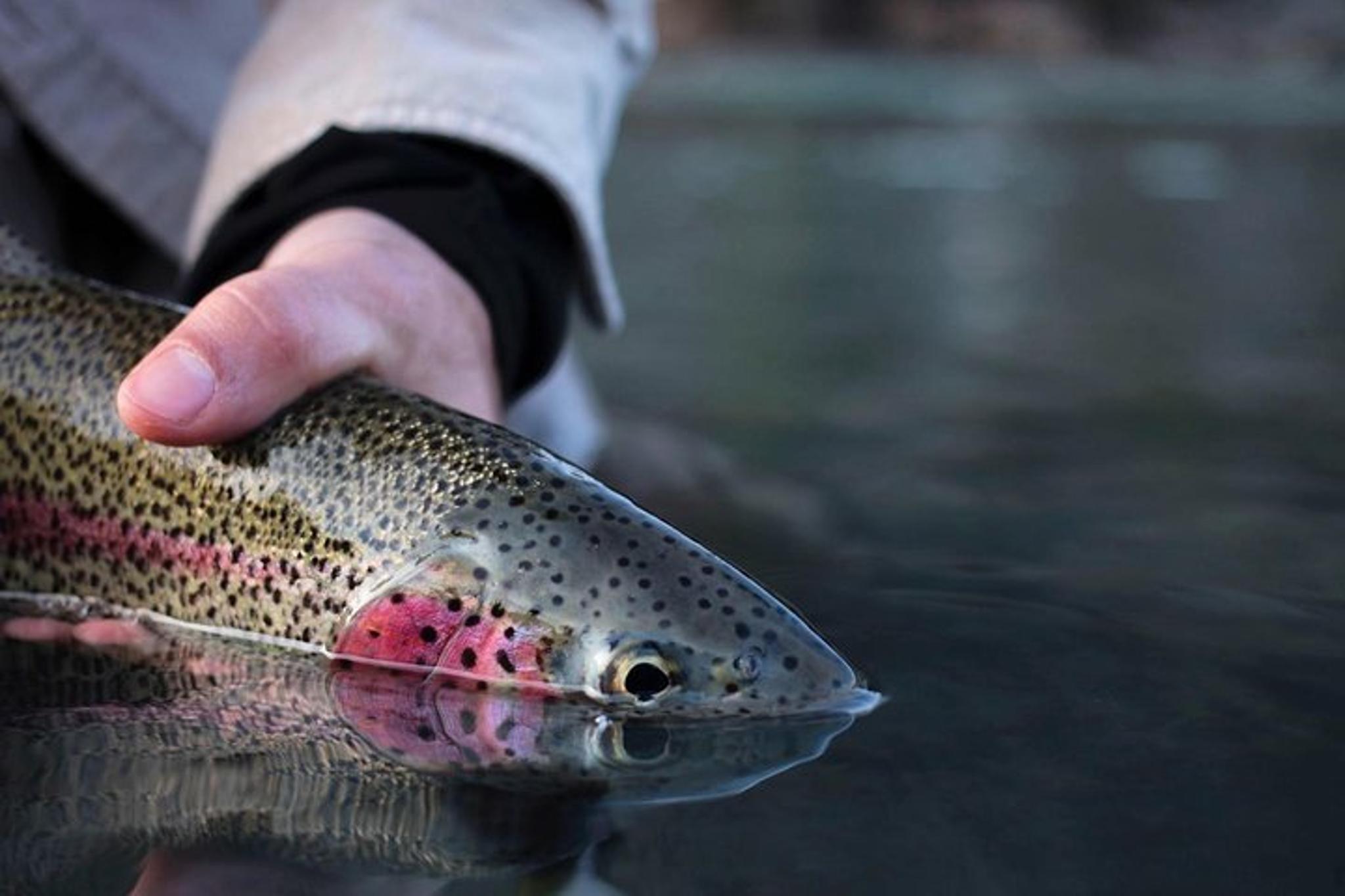 Kenai River Fishing Charter - Image 5