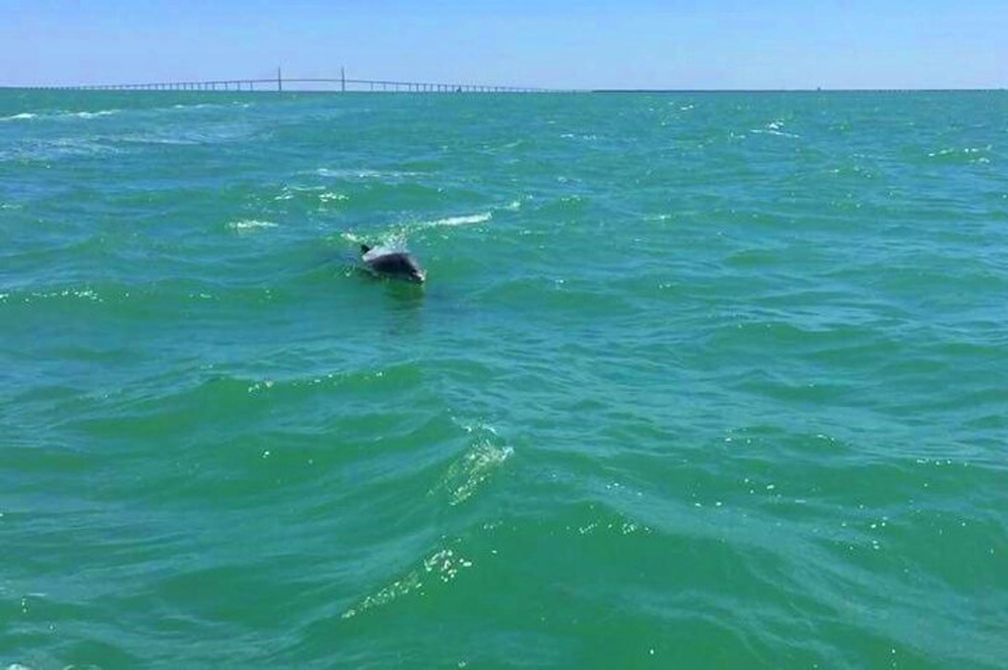 Anna Maria Island Dolphin Watching Boat Tour - Image 2
