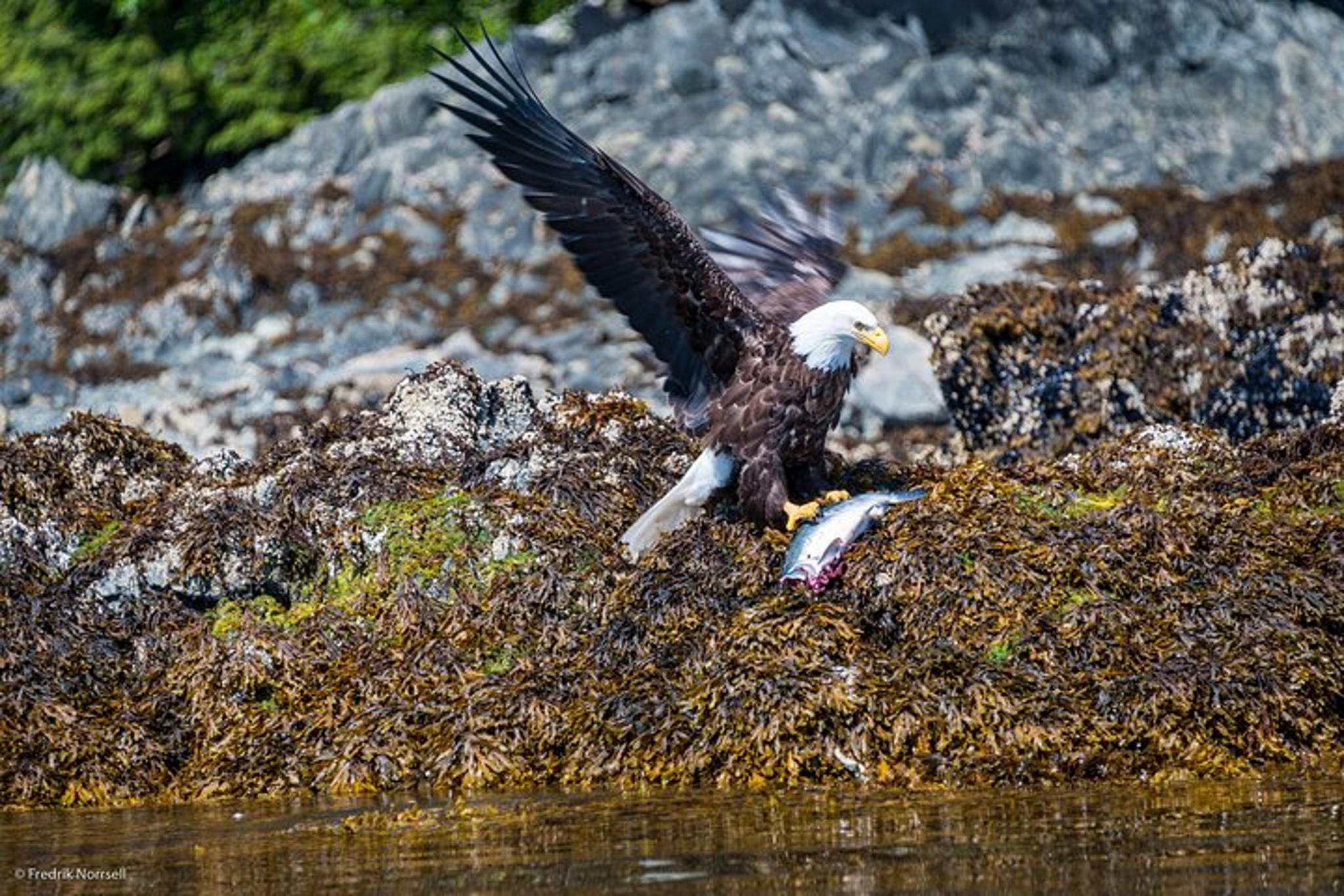 Skagway Chilkoot Lake Kayaking Tour - Image 2