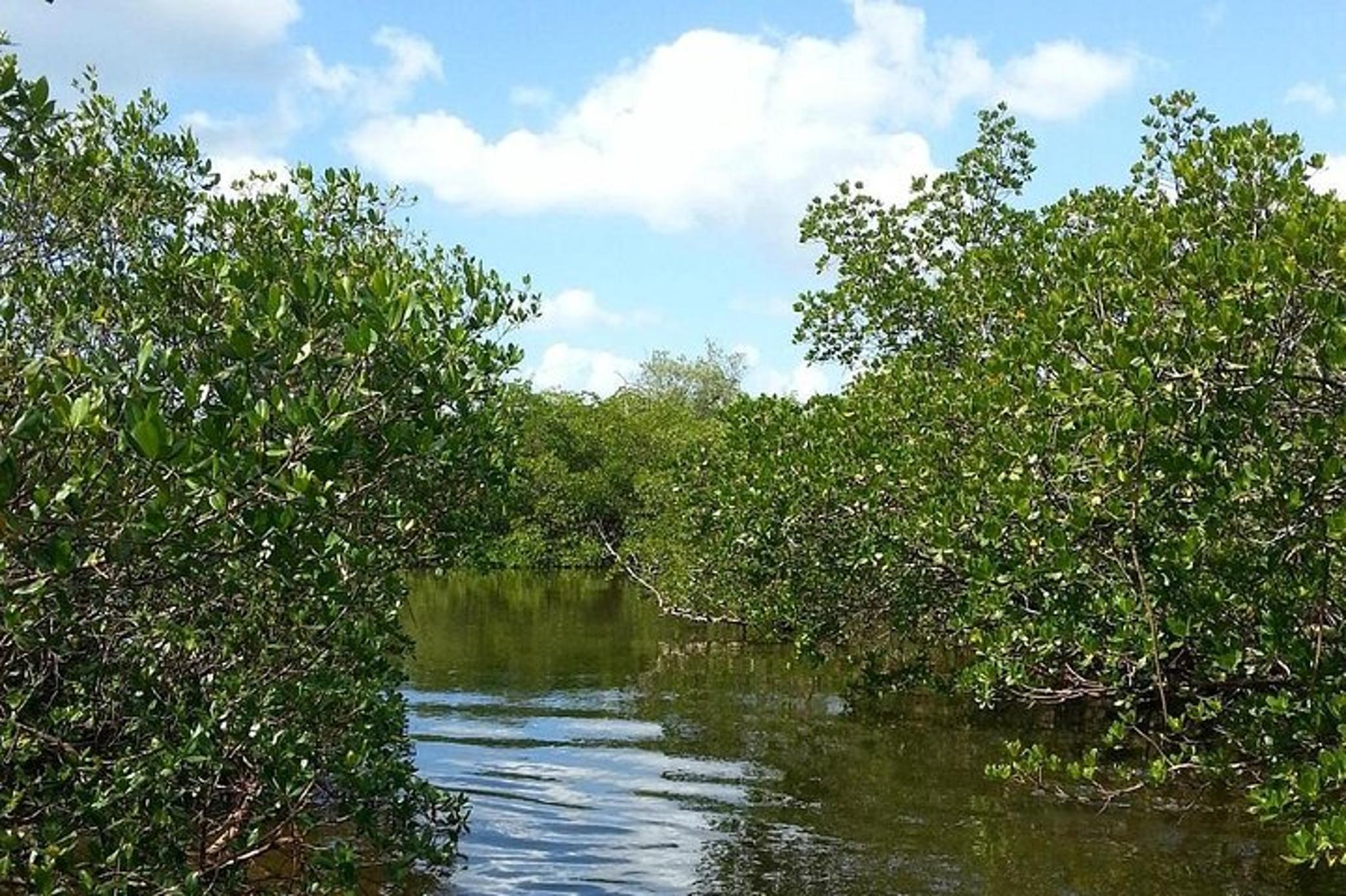 Everglades Wildlife Eco Tour - Image 5