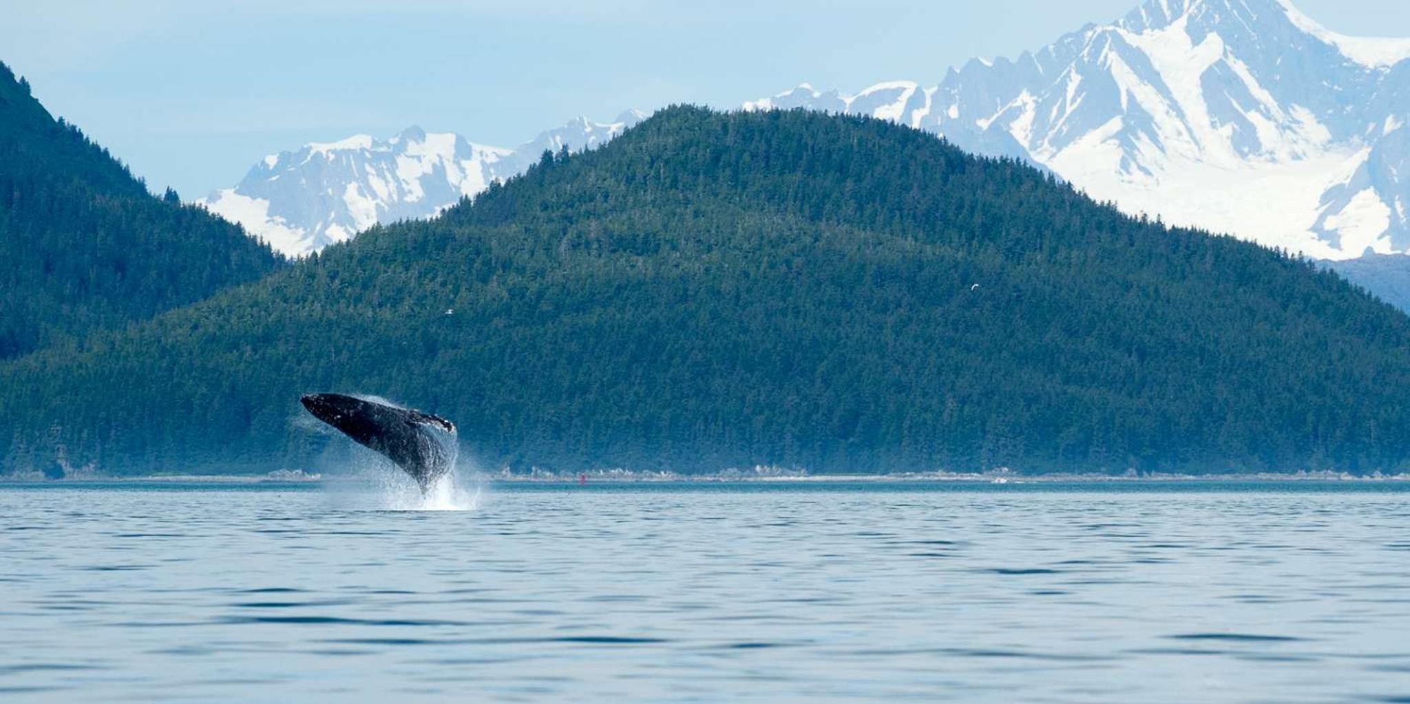 Juneau Whale Watching Cruise - Image 5