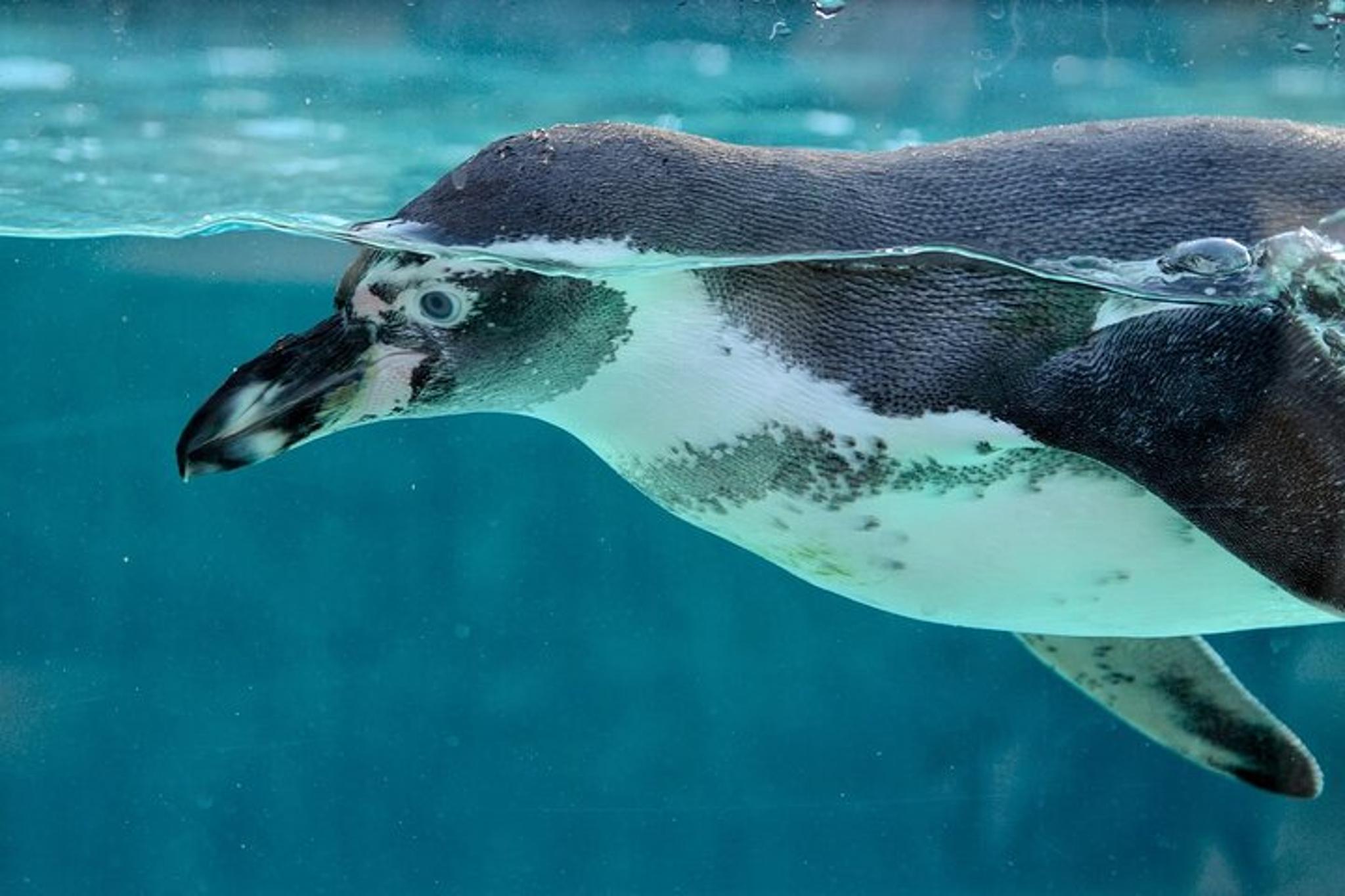 Key West Dolphin & Snorkel Combo with Sunset Sail - Image 5
