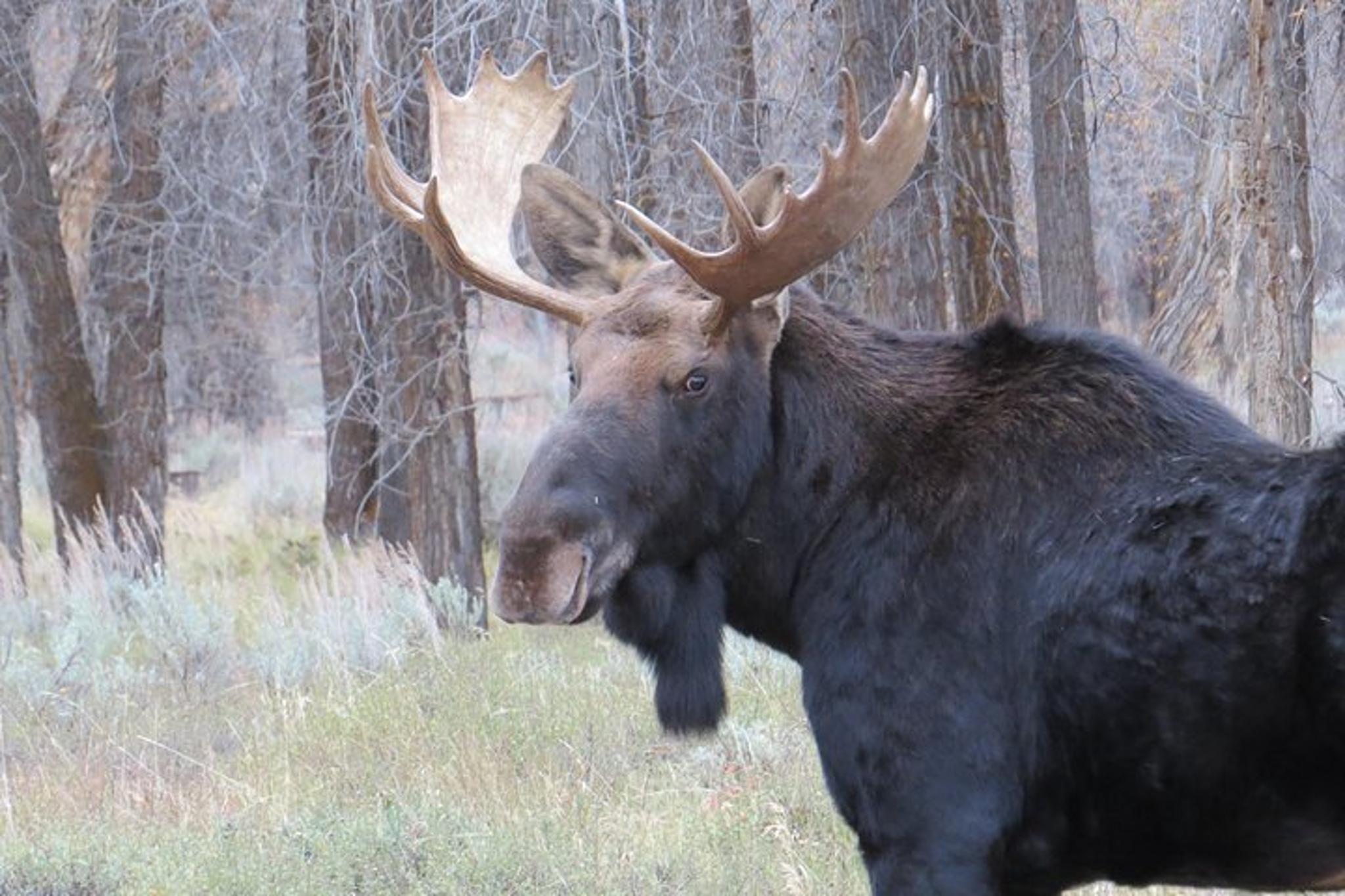 Jackson Hole Wildlife Safari - Image 3