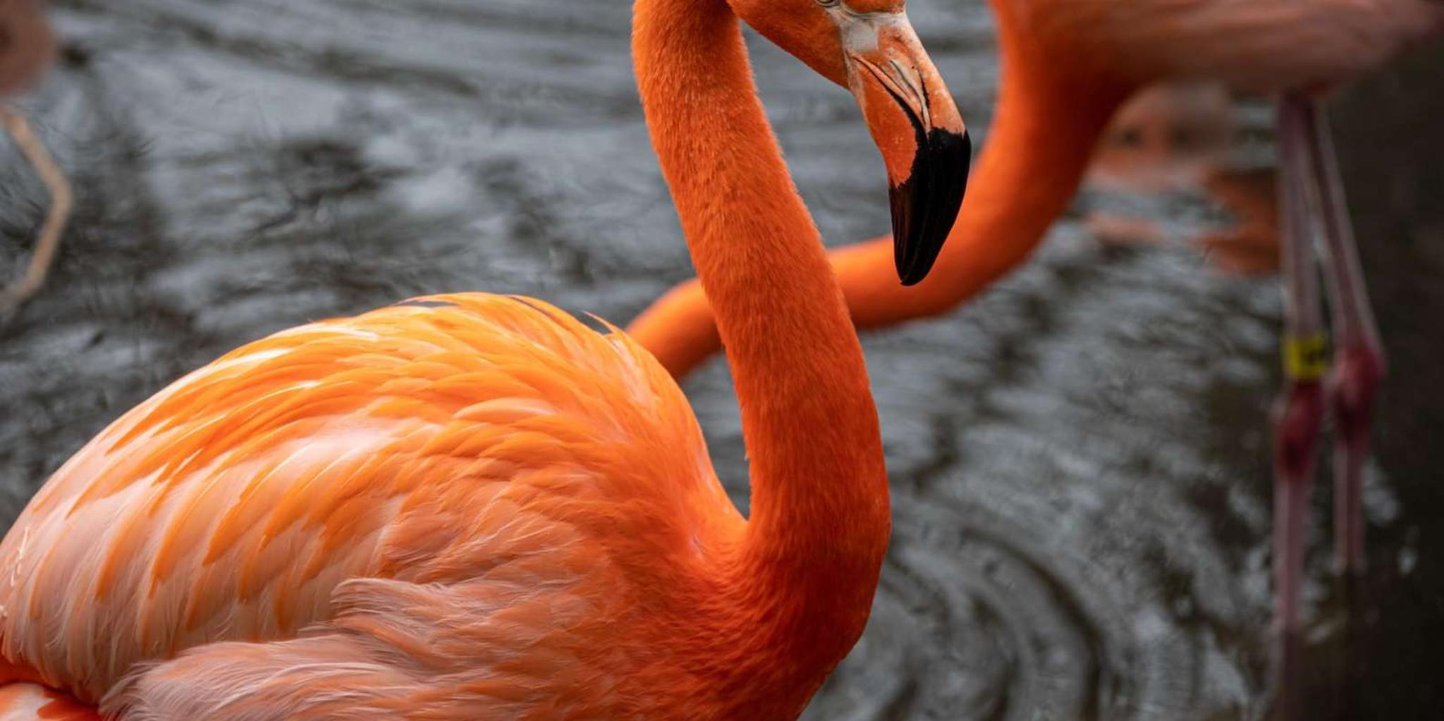 New York Bronx Zoo Tour with Private Transfers