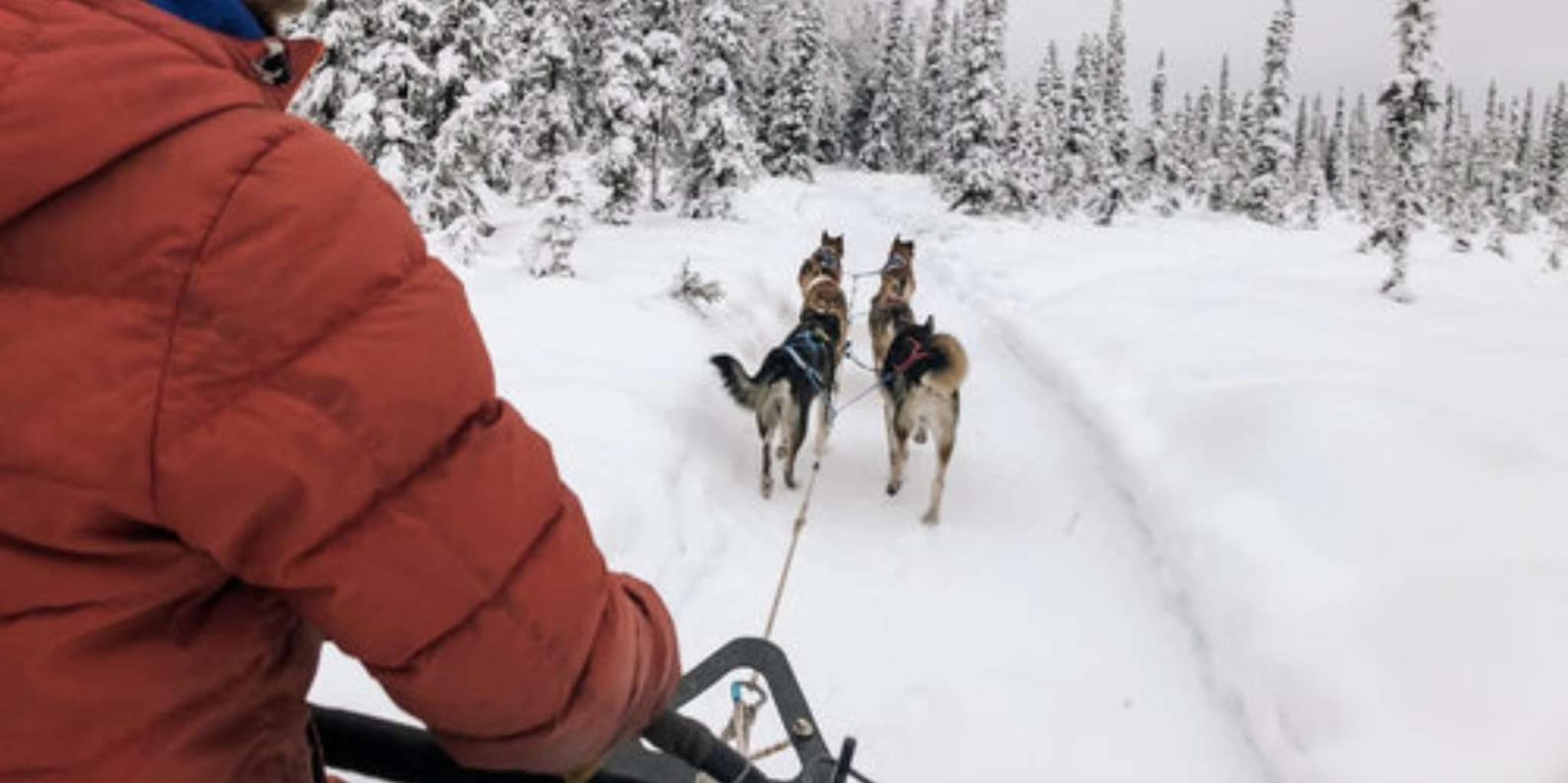 Willow Dog Sledding Adventure - Image 4