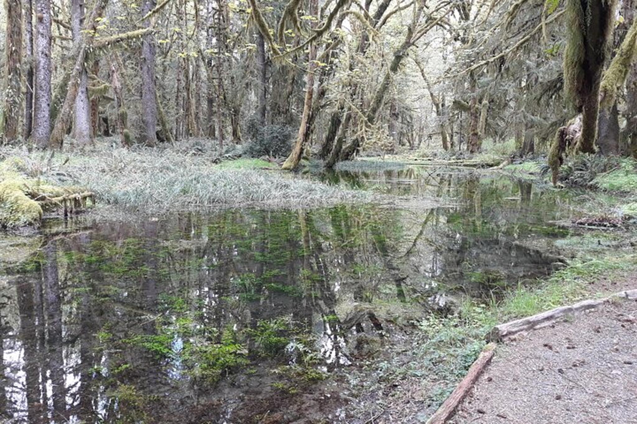Olympic Peninsula Forest Tour - Image 6