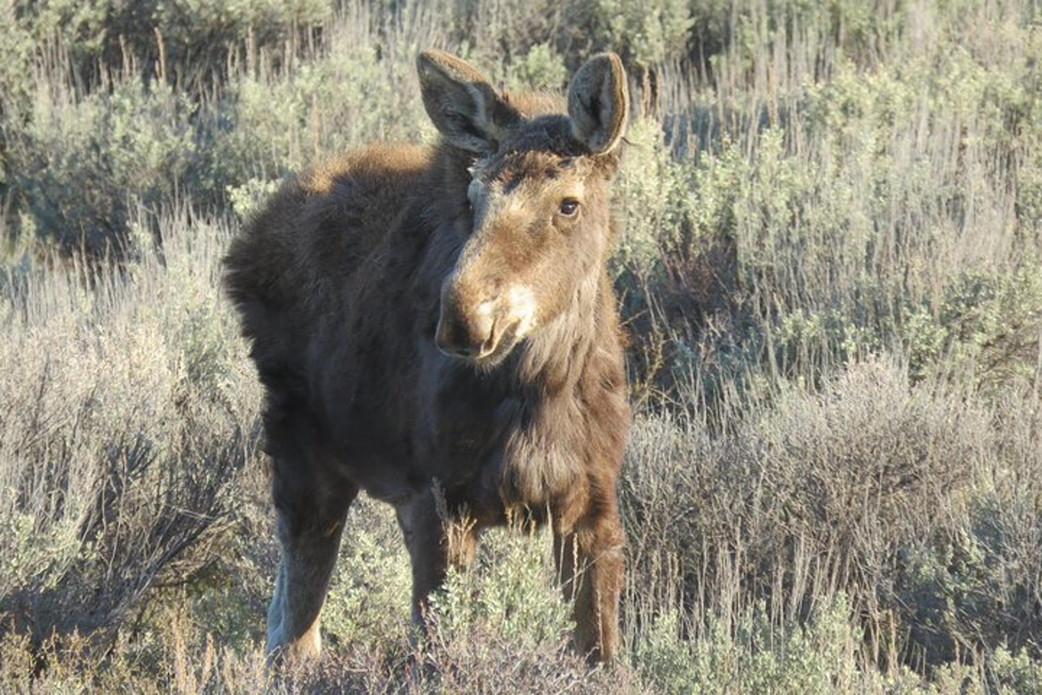 Jackson Hole Private Sunrise Tour - Image 5
