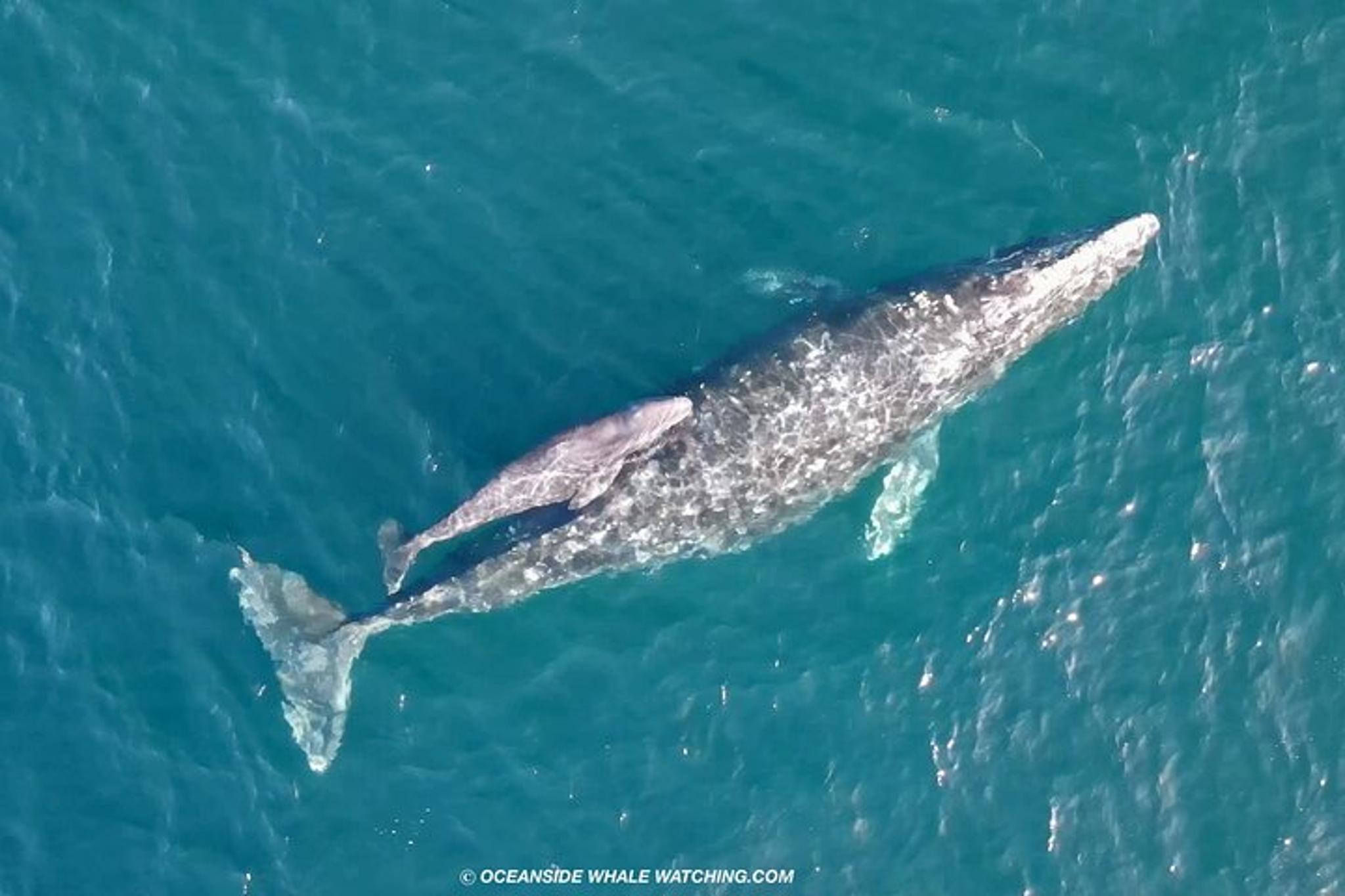 Oceanside Whale Watching Tour 2 hr - Image 6