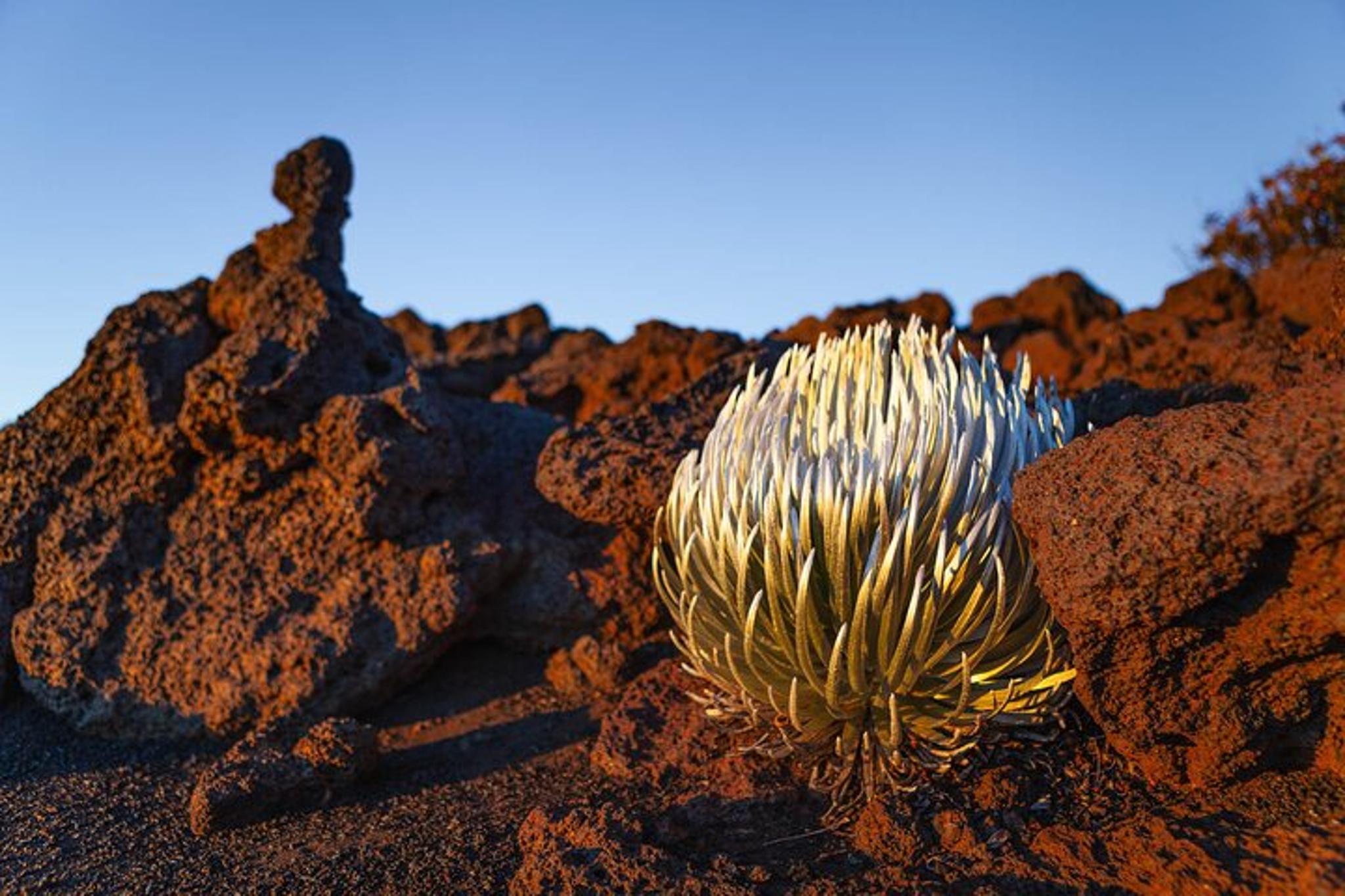 Maui Haleakala National Park and Iao Valley Tour - Image 2