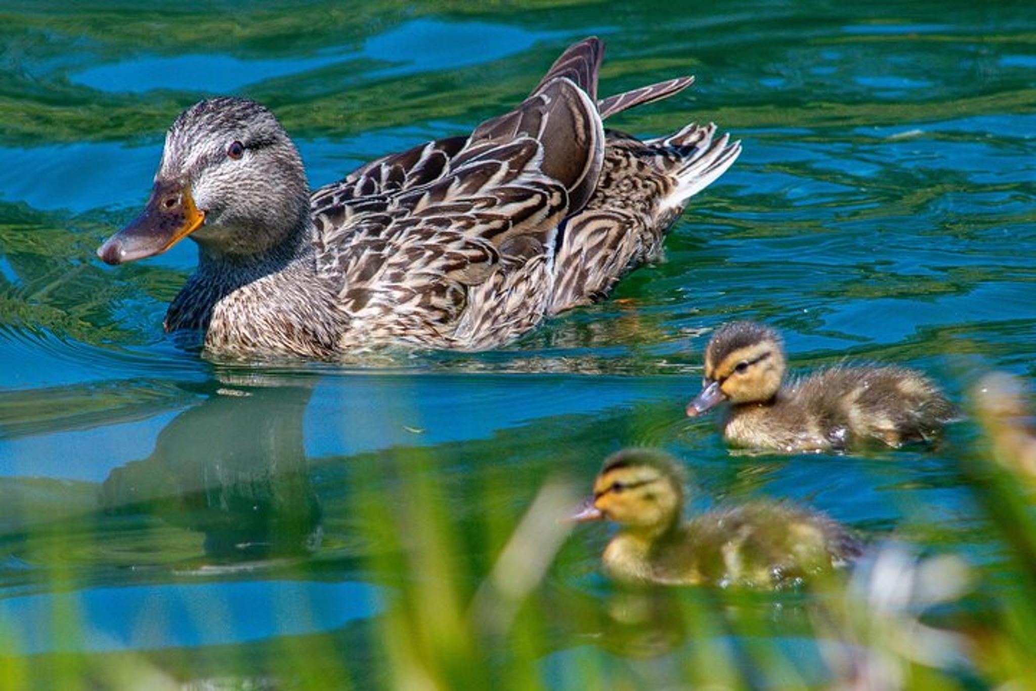 San Francisco Wildlife Walking Tour 90 Min - Image 3