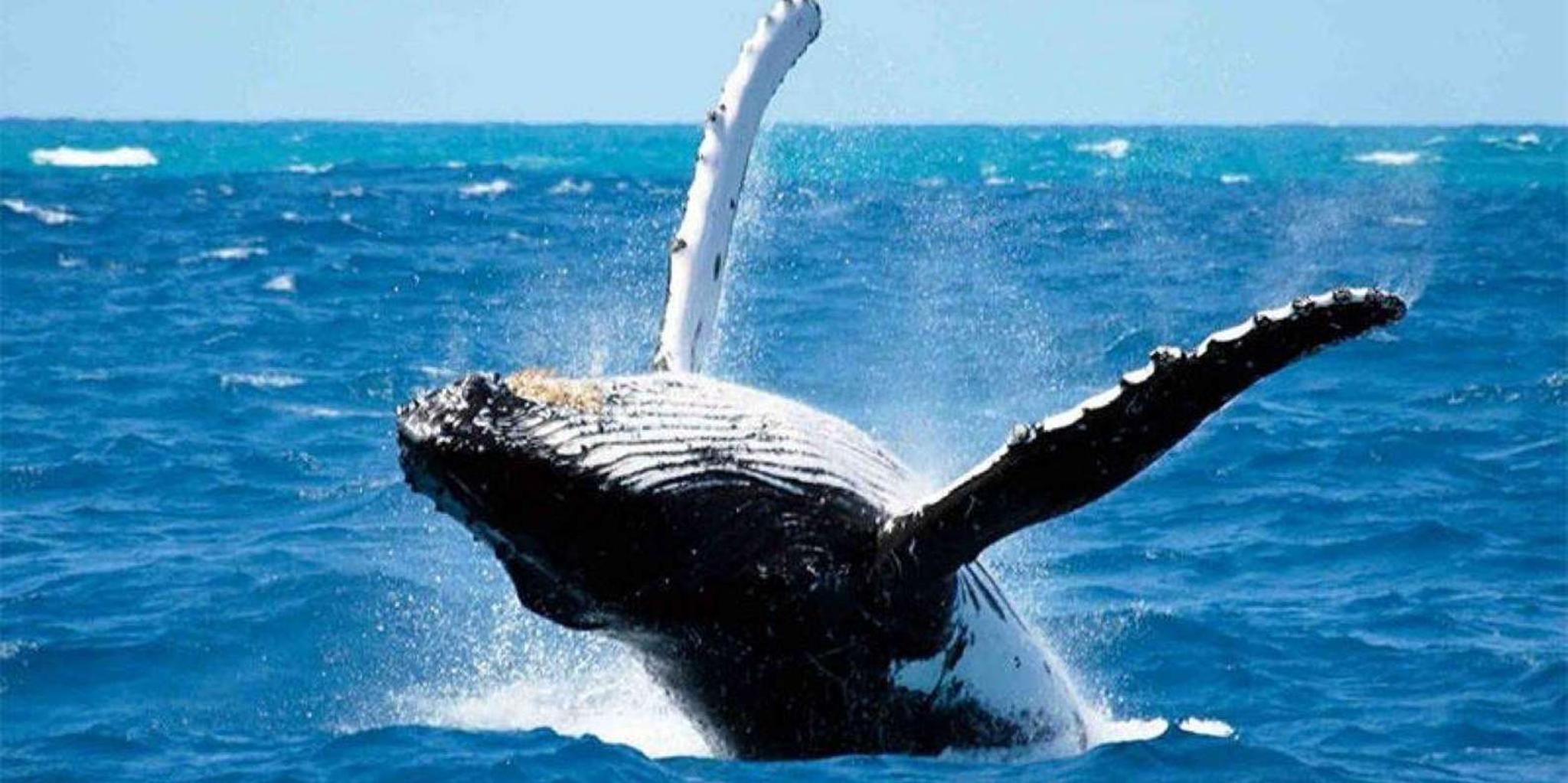 Maui Whale Watching Tour 1.5 Hours - Image 4