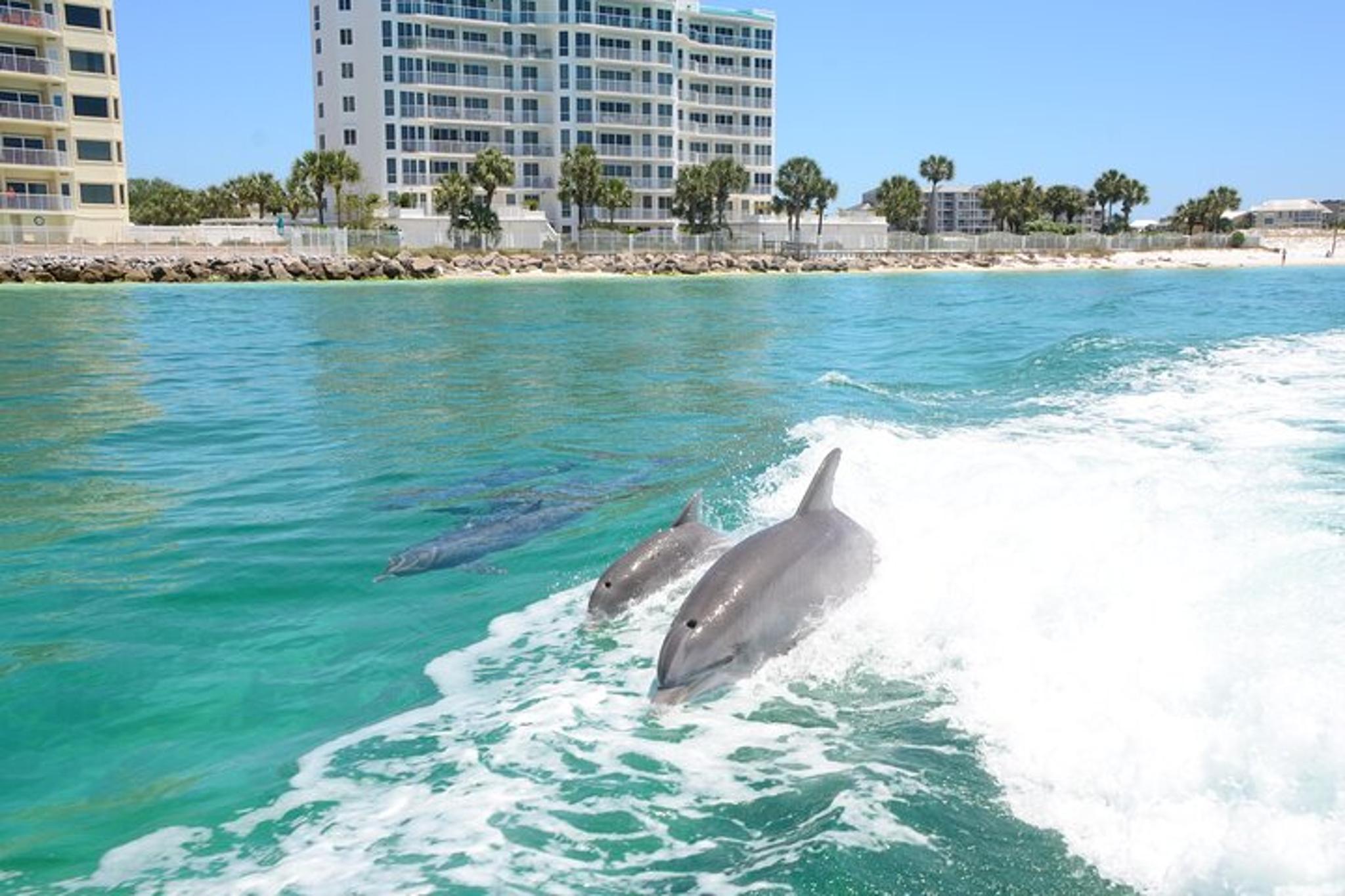 Destin Speedboat Dolphin Tour - Image 2