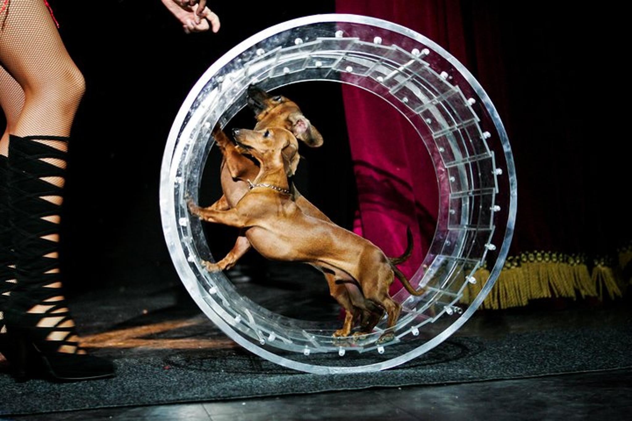 Las Vegas Comedy Pet Theater at Planet Hollywood - Image 6