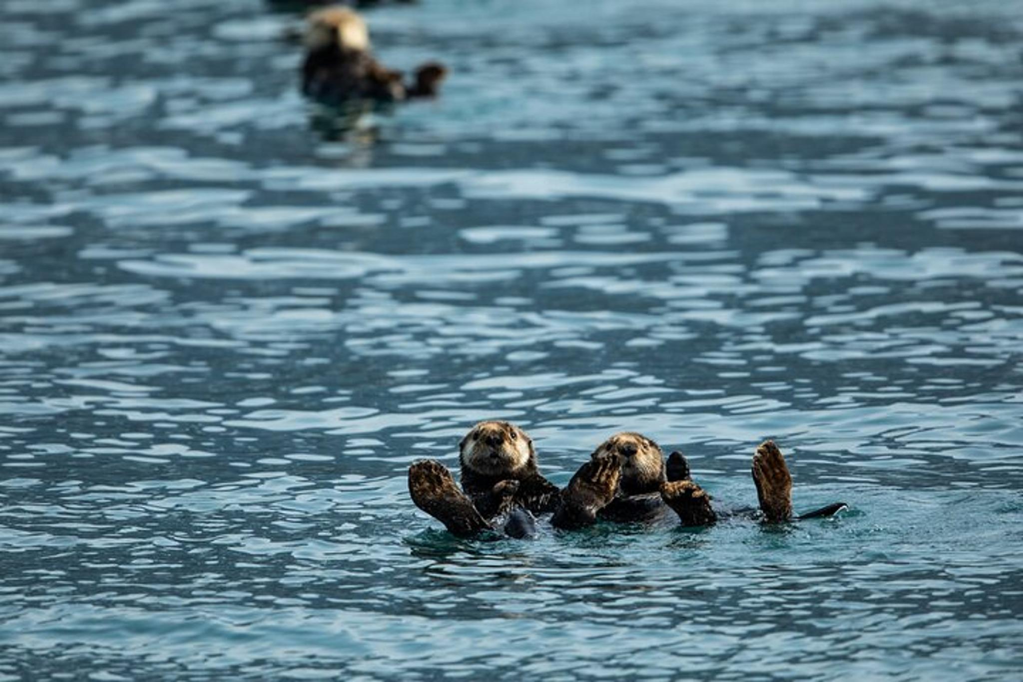 Seward Glacier Dinner Cruise - Image 3