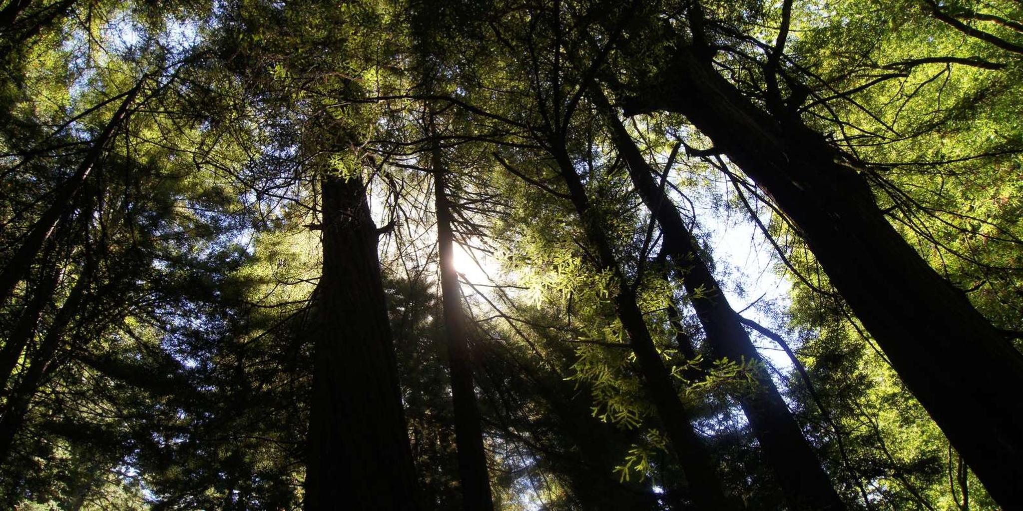 San Francisco Coastal Redwoods & Wine Tour - Image 4