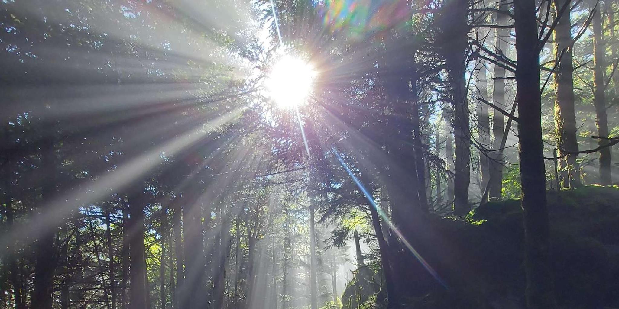 Gatlinburg Smoky Mountain Scenic Tour and Hike - Image 3