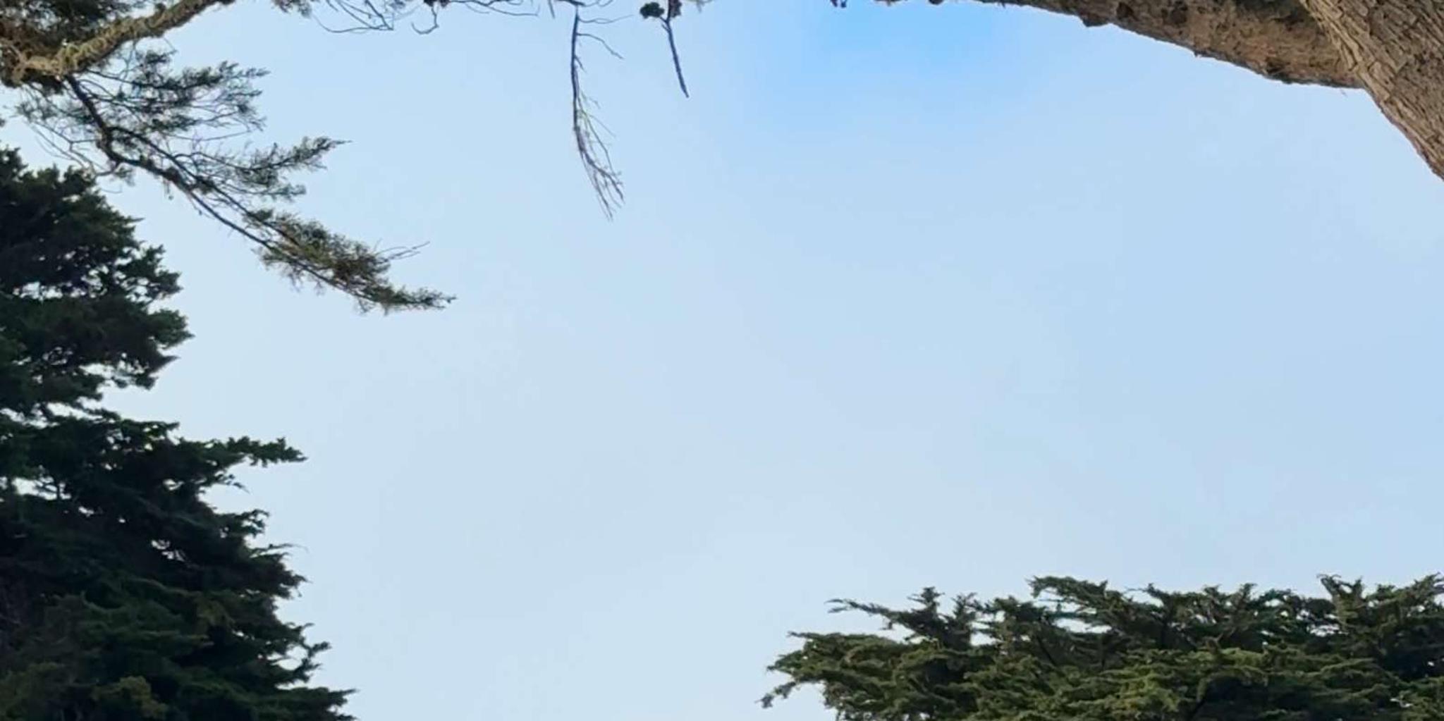 San Francisco Hidden Stairways Walking Tour - Image 6