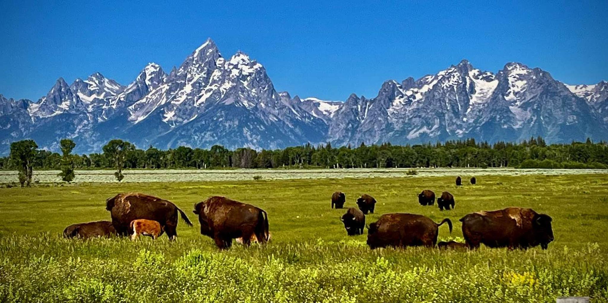 Jackson Hole Side-By-Side Off-Roading Rentals - Image 4