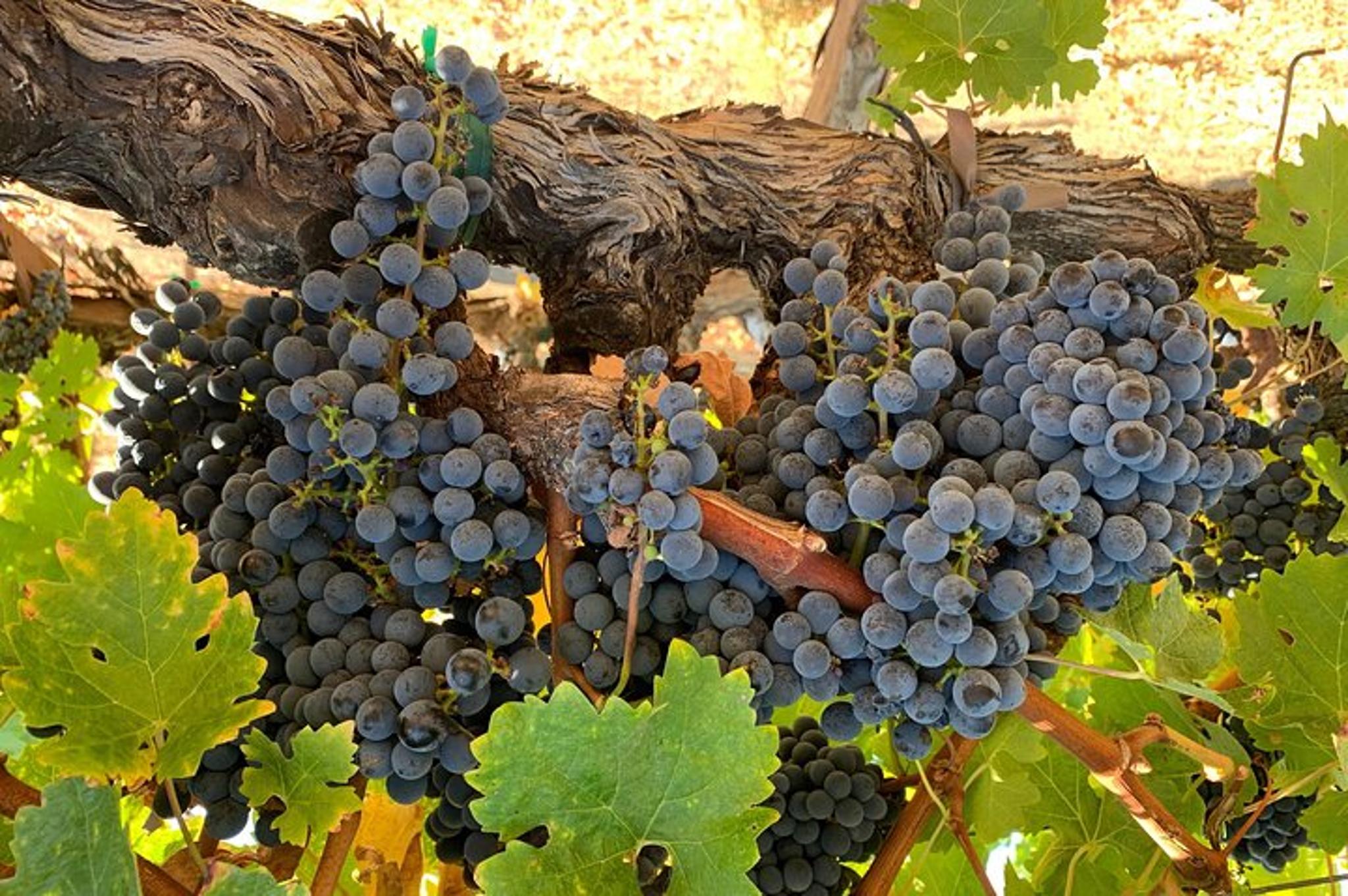 Napa or Sonoma Private Wine Tour 6 Hours - Image 6