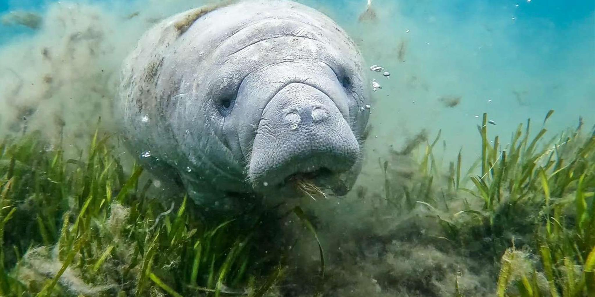 Crystal River Manatee Snorkeling Tour - Image 5
