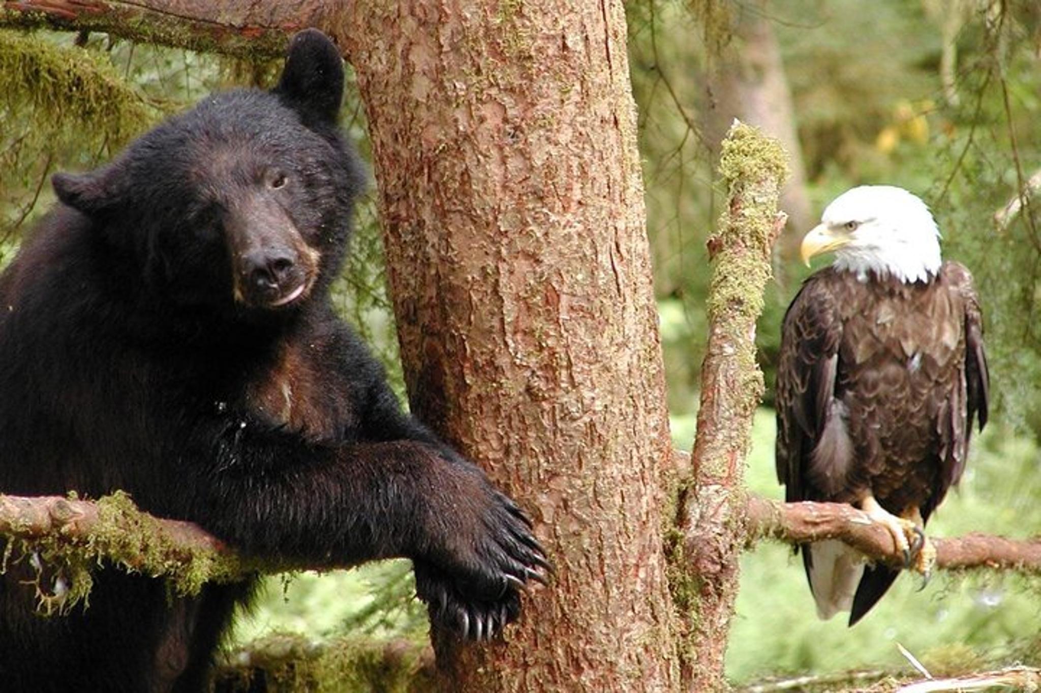 Ketchikan Custom Wildlife and More Tour 2 hr