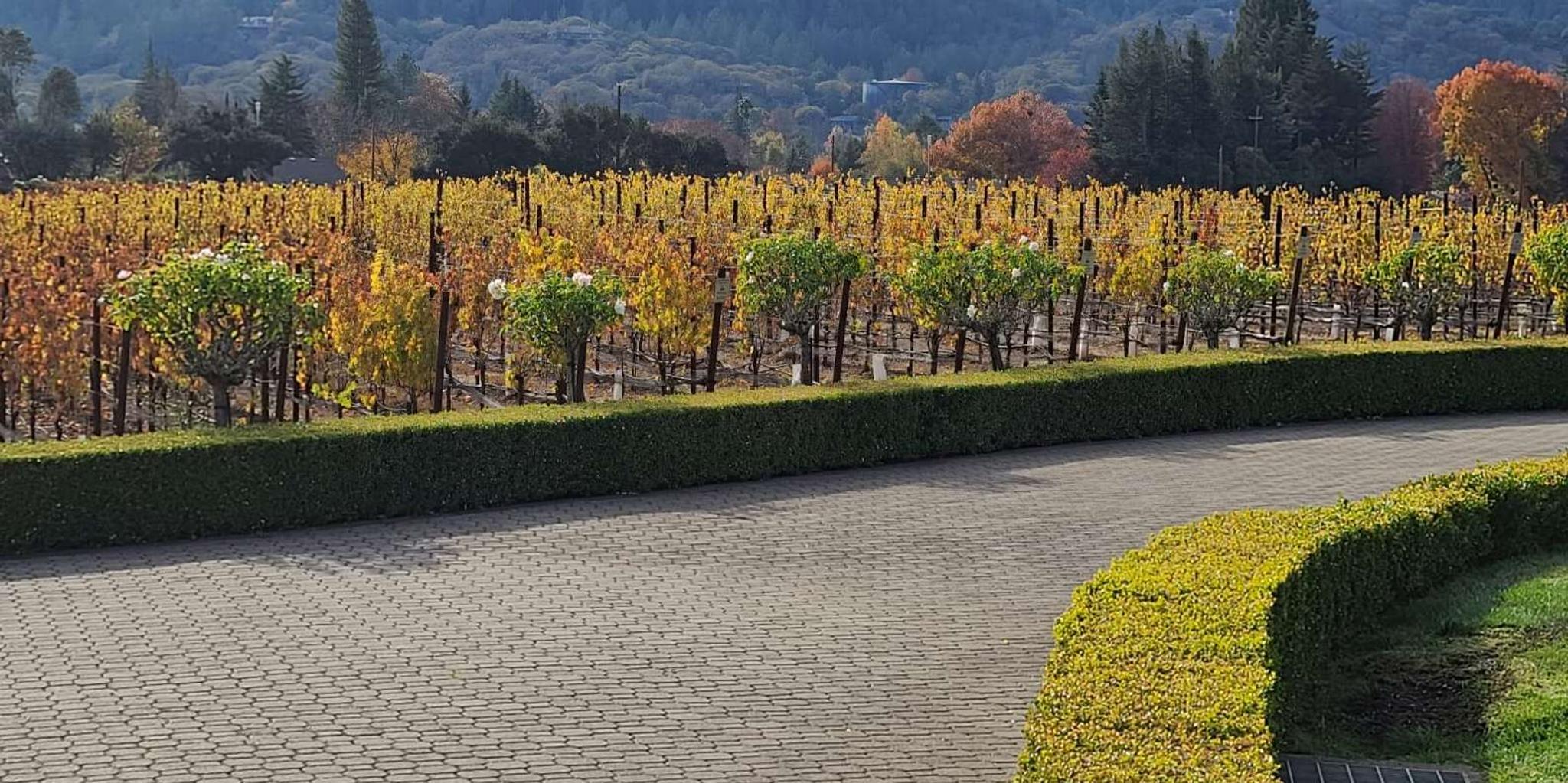San Francisco Napa and Sonoma Private Wine Tour - Image 3