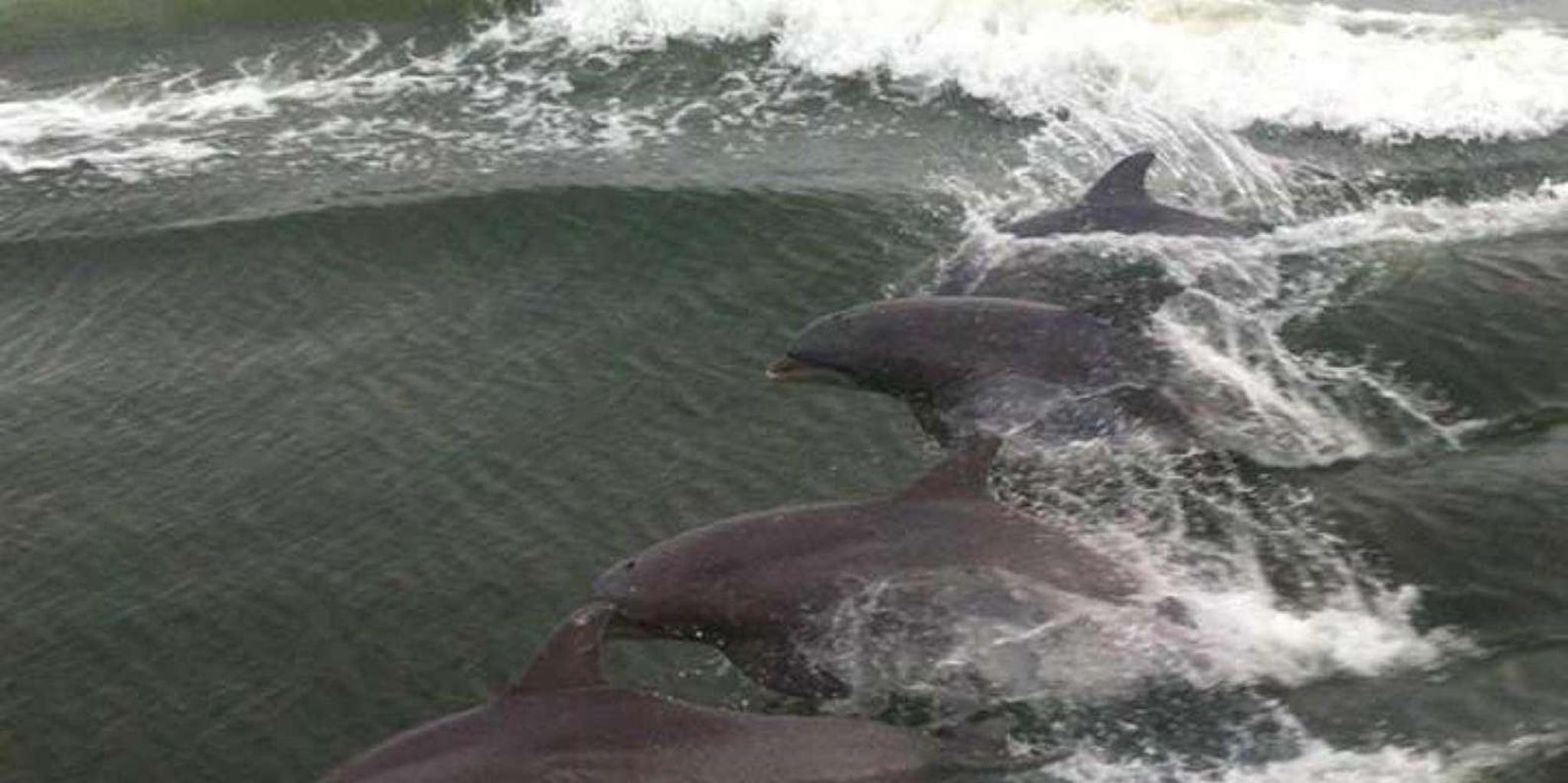 Orange Beach Dolphin Cruise - Image 2