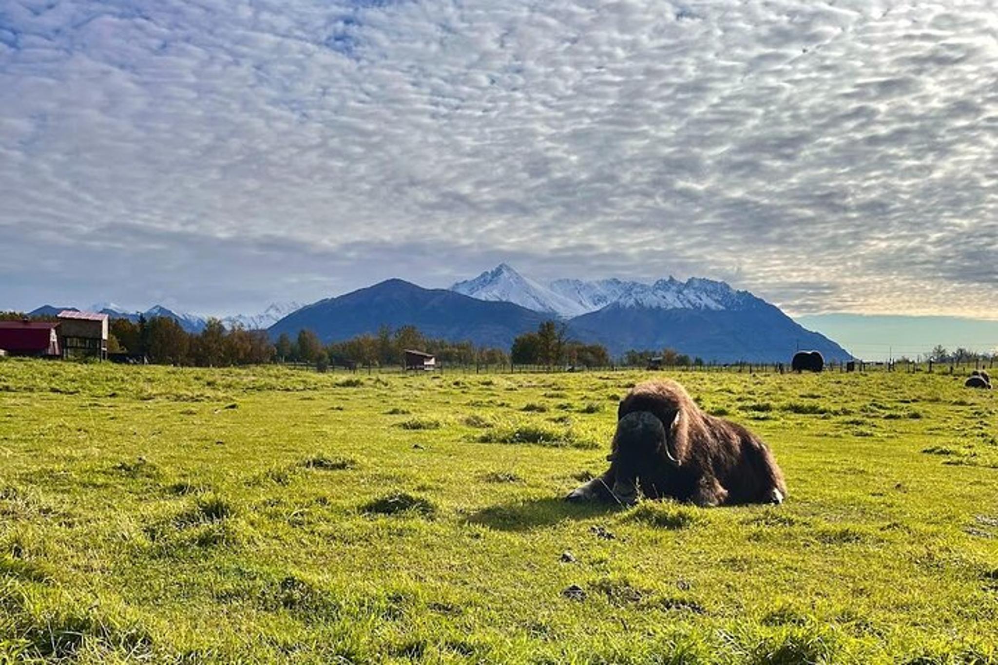 Anchorage Musk Ox Farm Tour & Scenic Drive - Image 3
