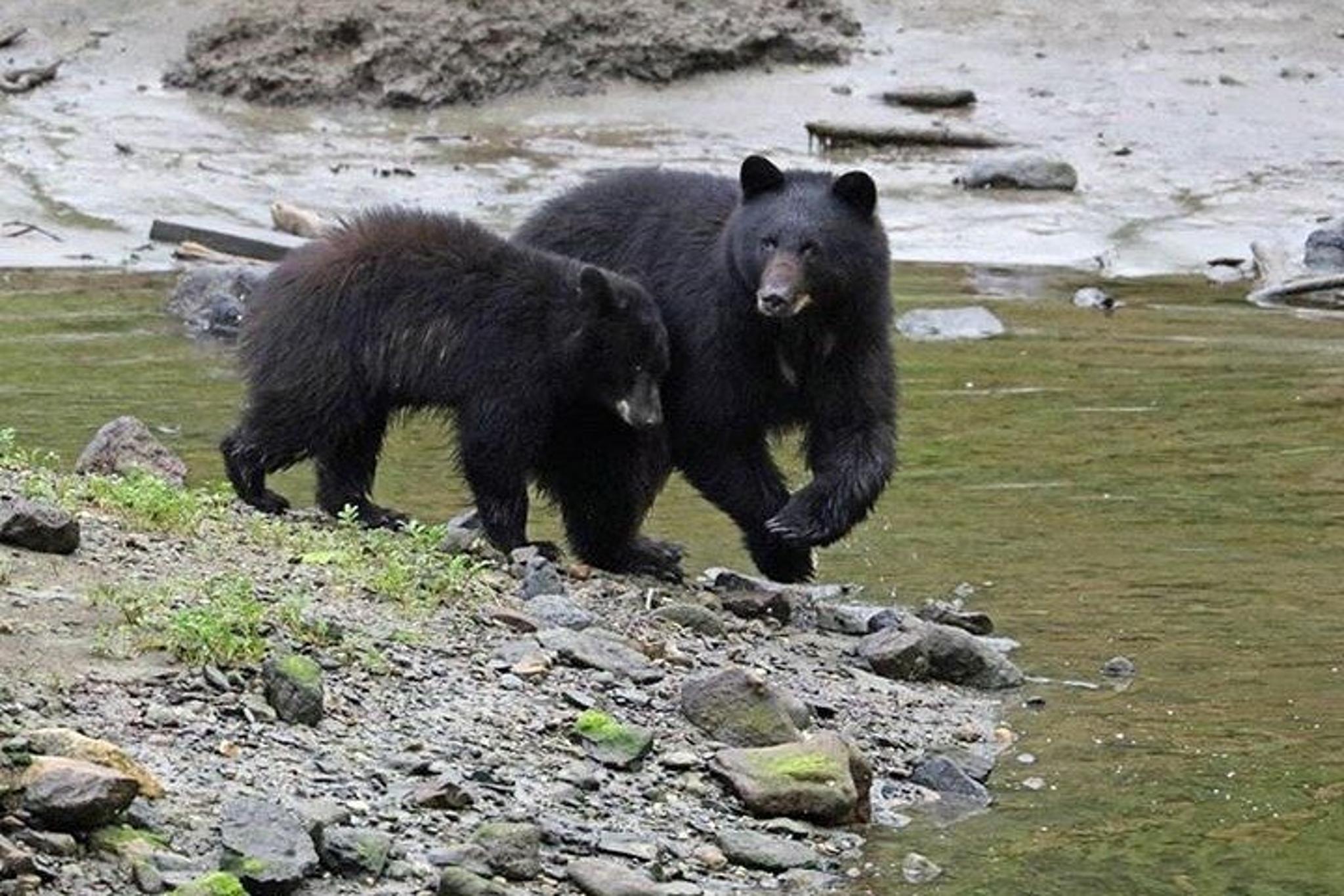 Ketchikan Black Bear Boat Tour - Image 4