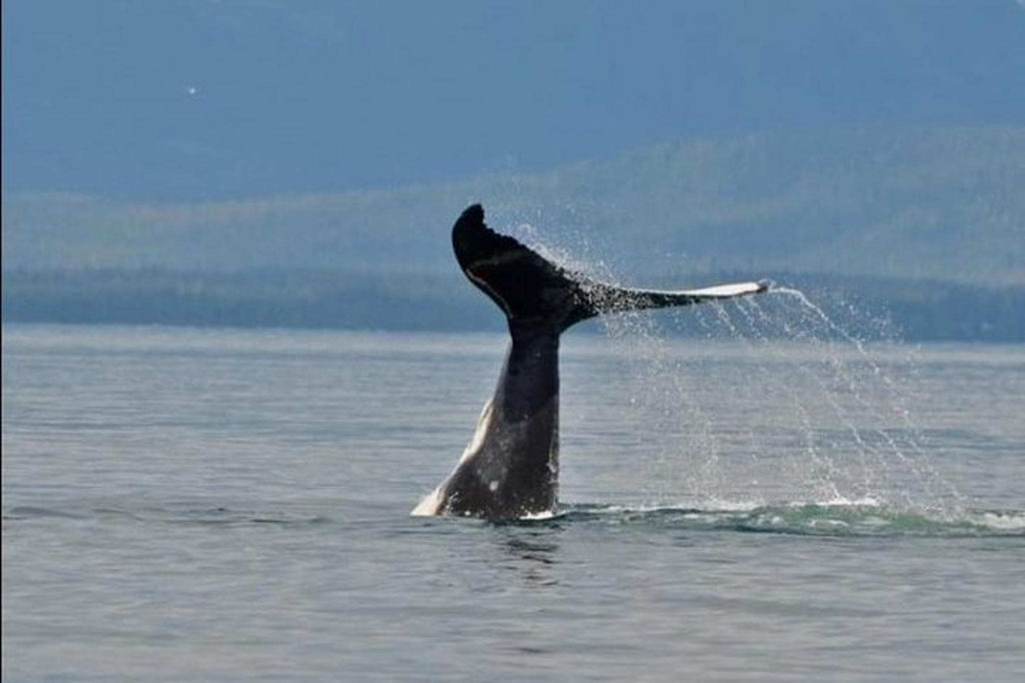 Icy Strait Whale Watching Adventure 3 hr - Image 5