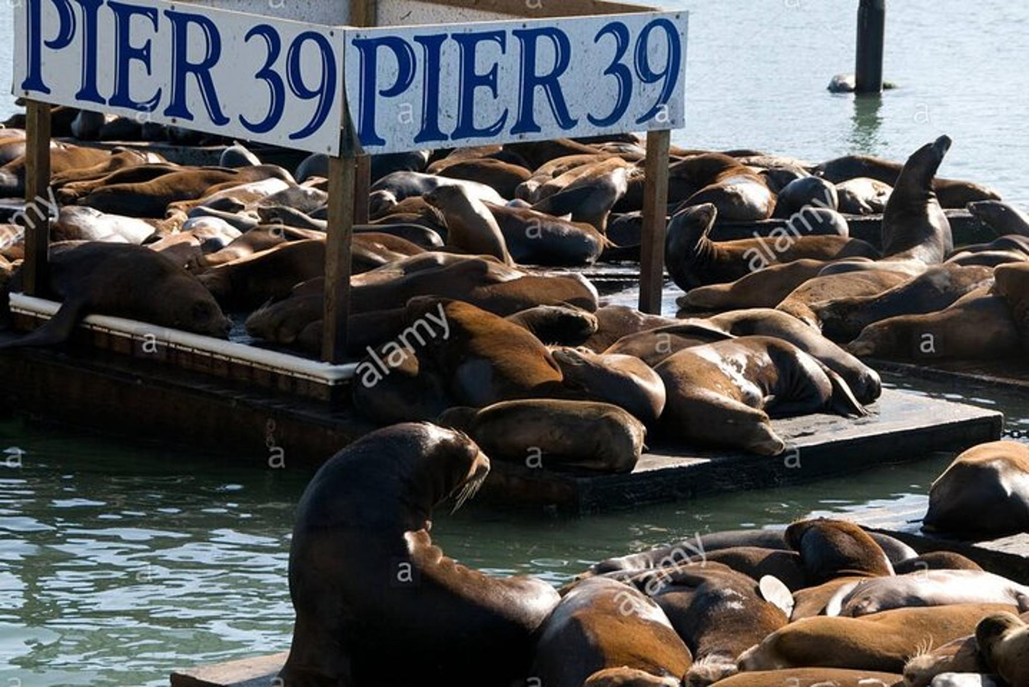 San Francisco Alcatraz and City Tour Express - Image 1