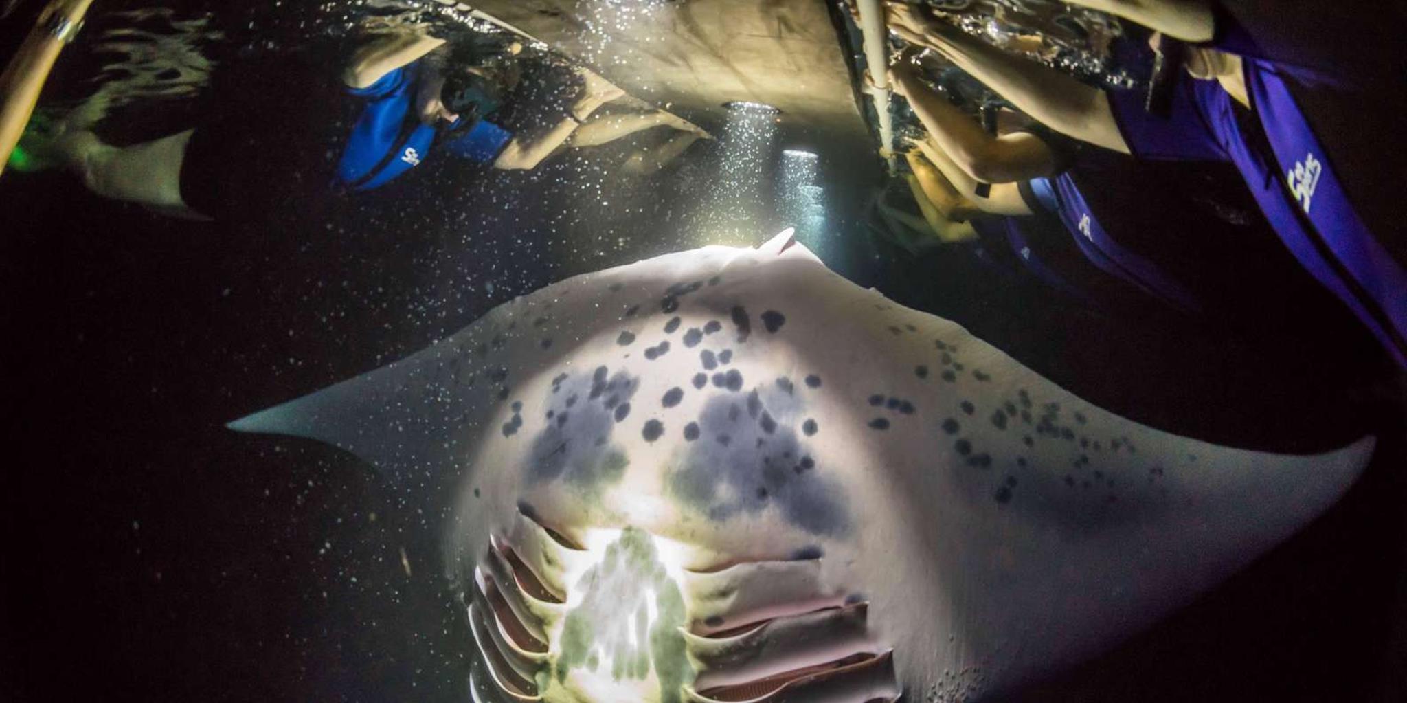 Kailua-Kona Manta Ray Night Snorkel Small Group 2 hr