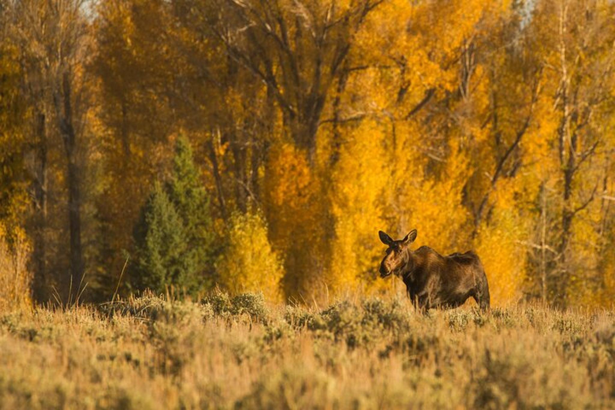 Grand Teton Wildlife Adventure at Sunrise - Image 6