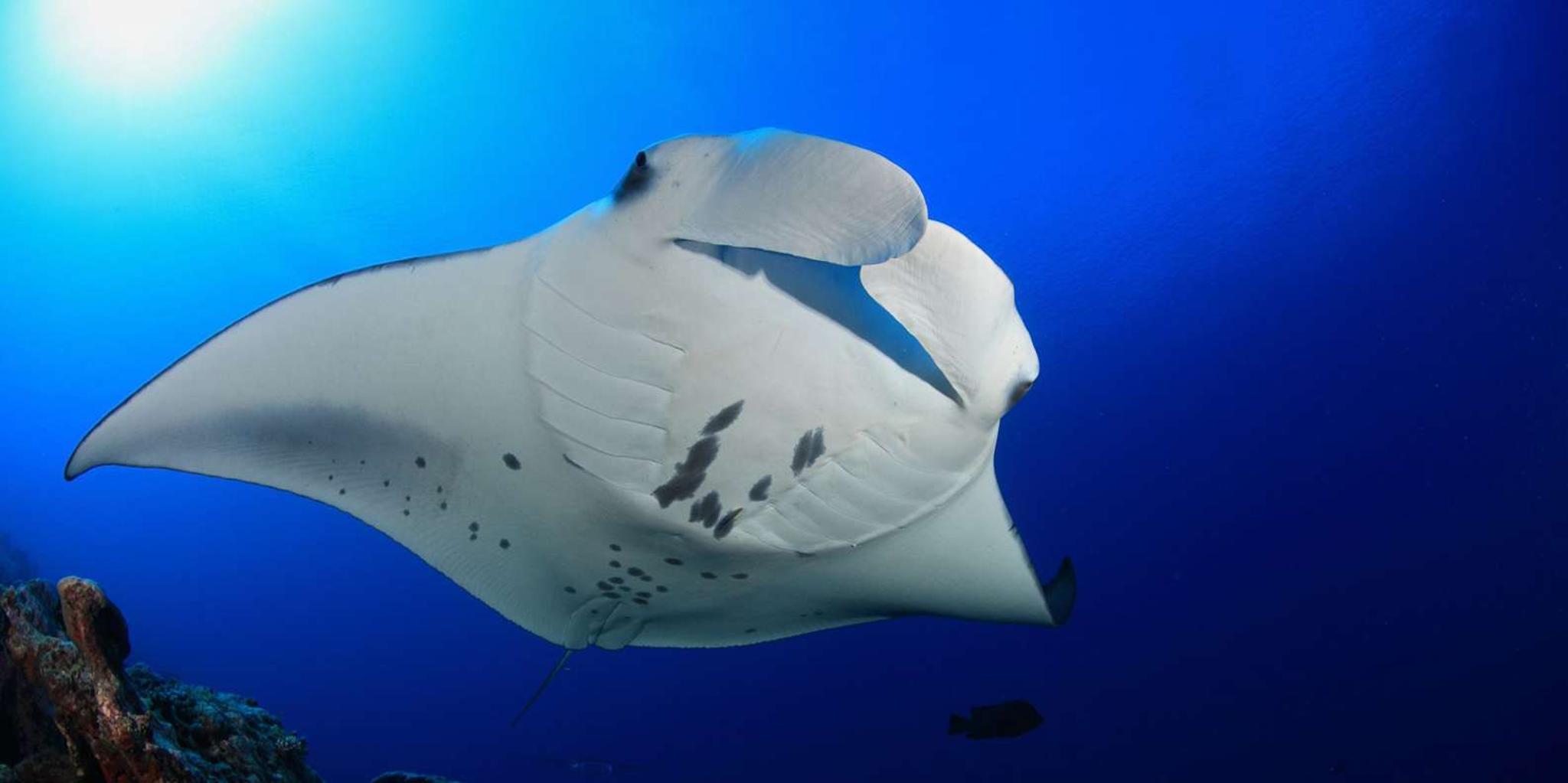 Kailua-Kona Snorkel with Manta Rays 2 hr