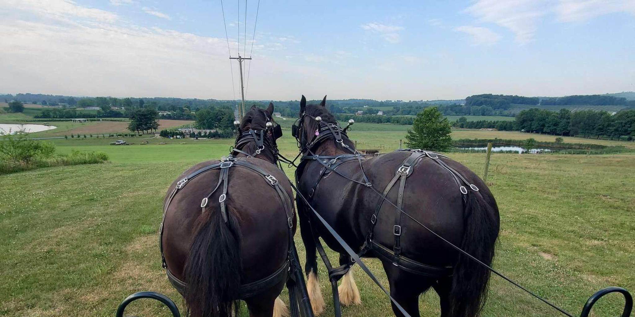 Gettysburg Horse-Drawn Carriage Tour Countryside