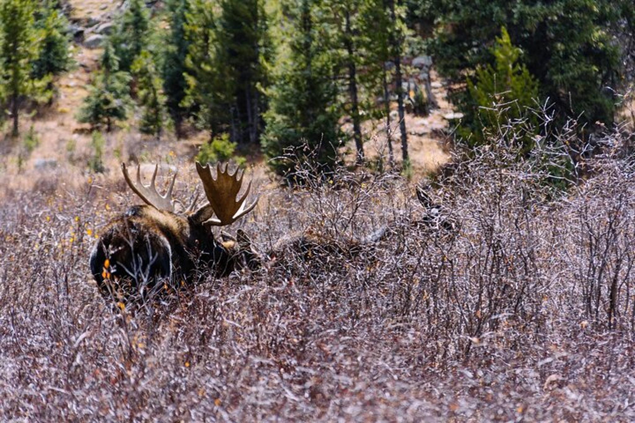Breckenridge via Hoosier Pass Private Adventure Tour - Image 6