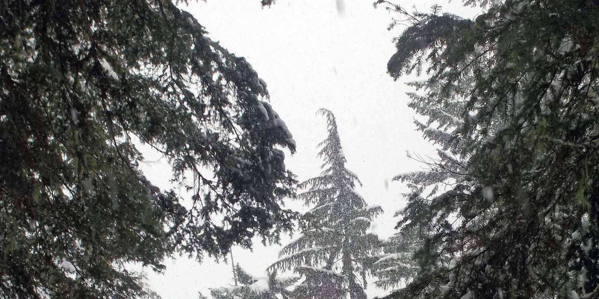 Seattle Longmire Winter Day Tour on Mount Rainier - Image 5
