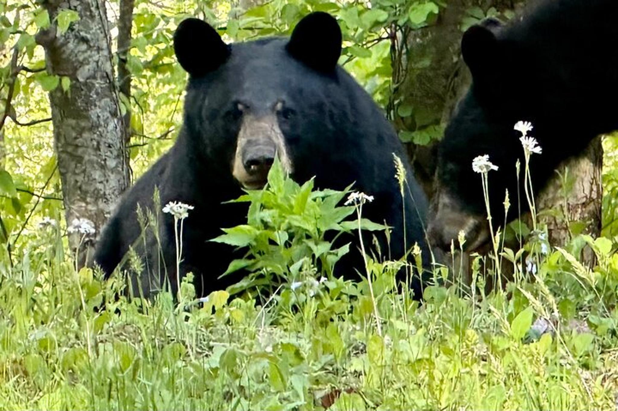 Blue Ridge Parkway Private Tour Full Day